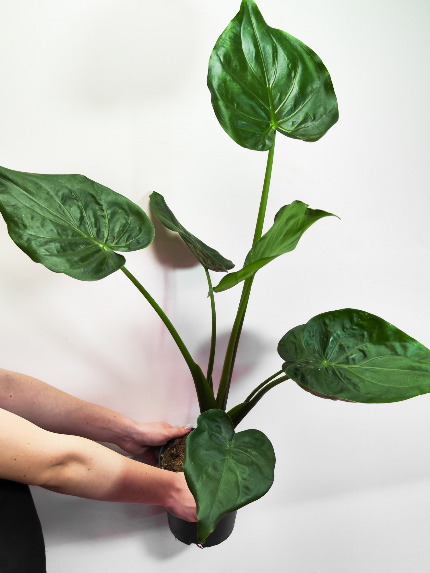 Алоказия Кукулата (Alocasia Cucullata) D12см