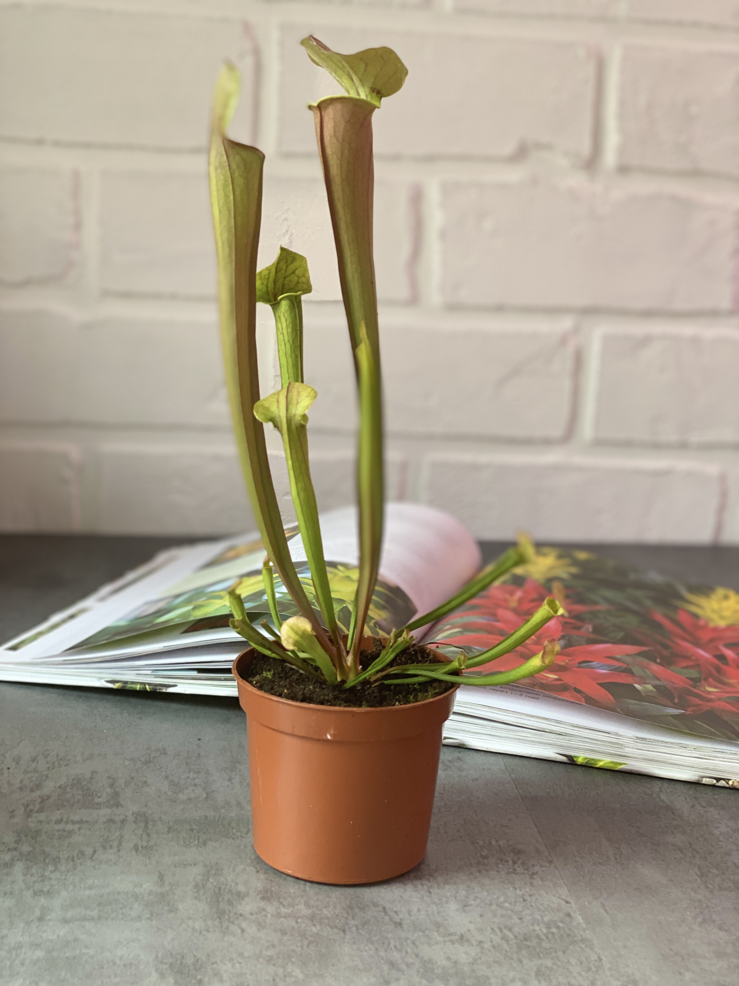 Саррацения Тиго (Sarracenia Tygo) D9см
