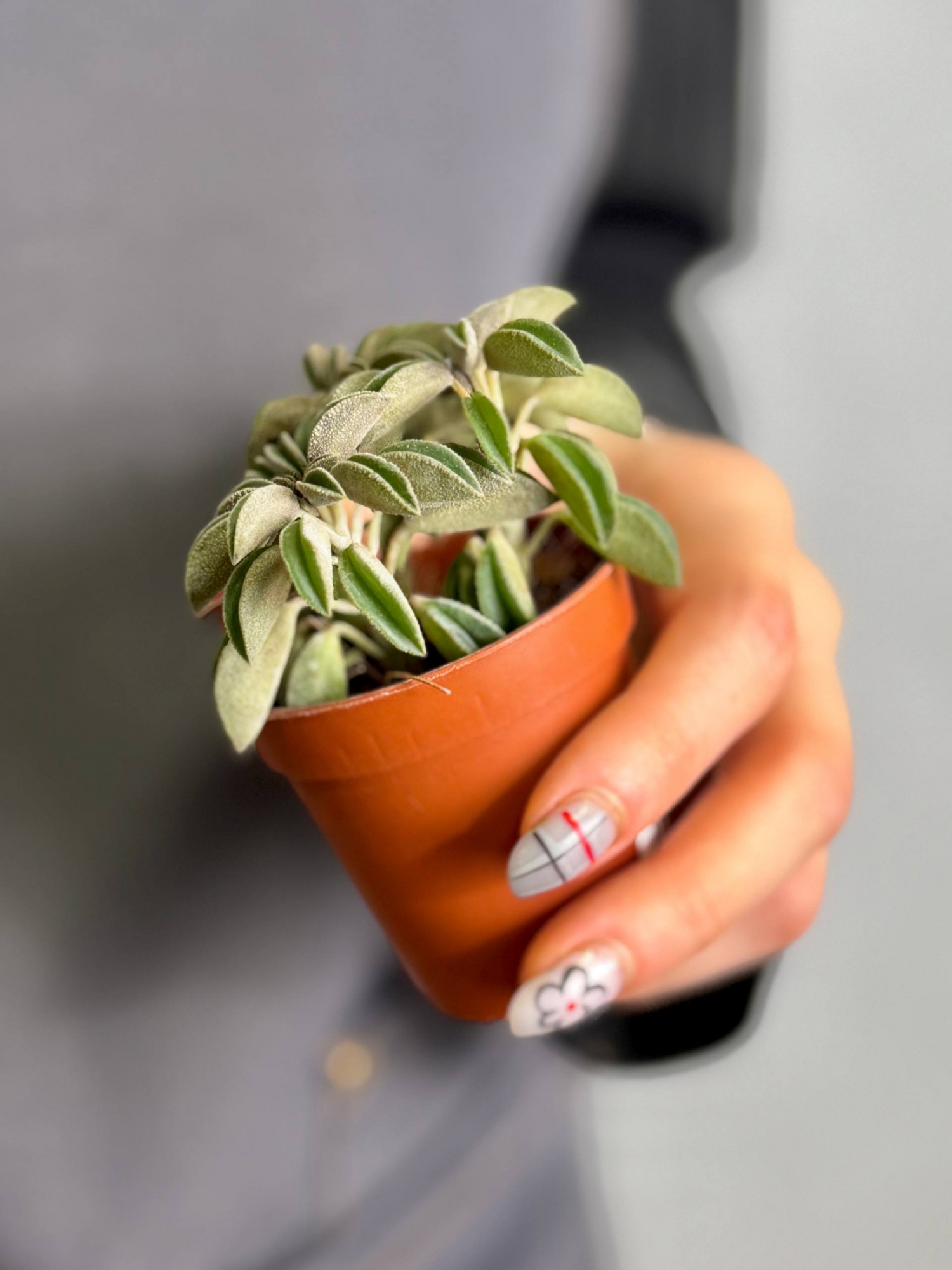 Пеперомия Асперула (Peperomia Asperula) D5см