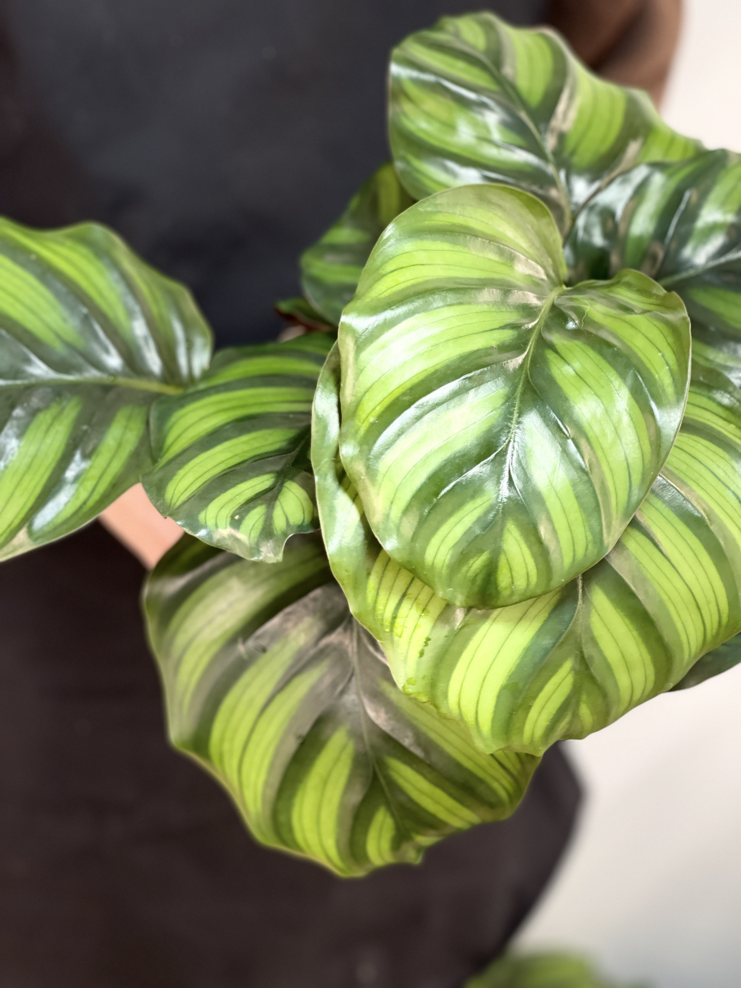 Калатея Фасциата (Calathea Fasciata) D14см