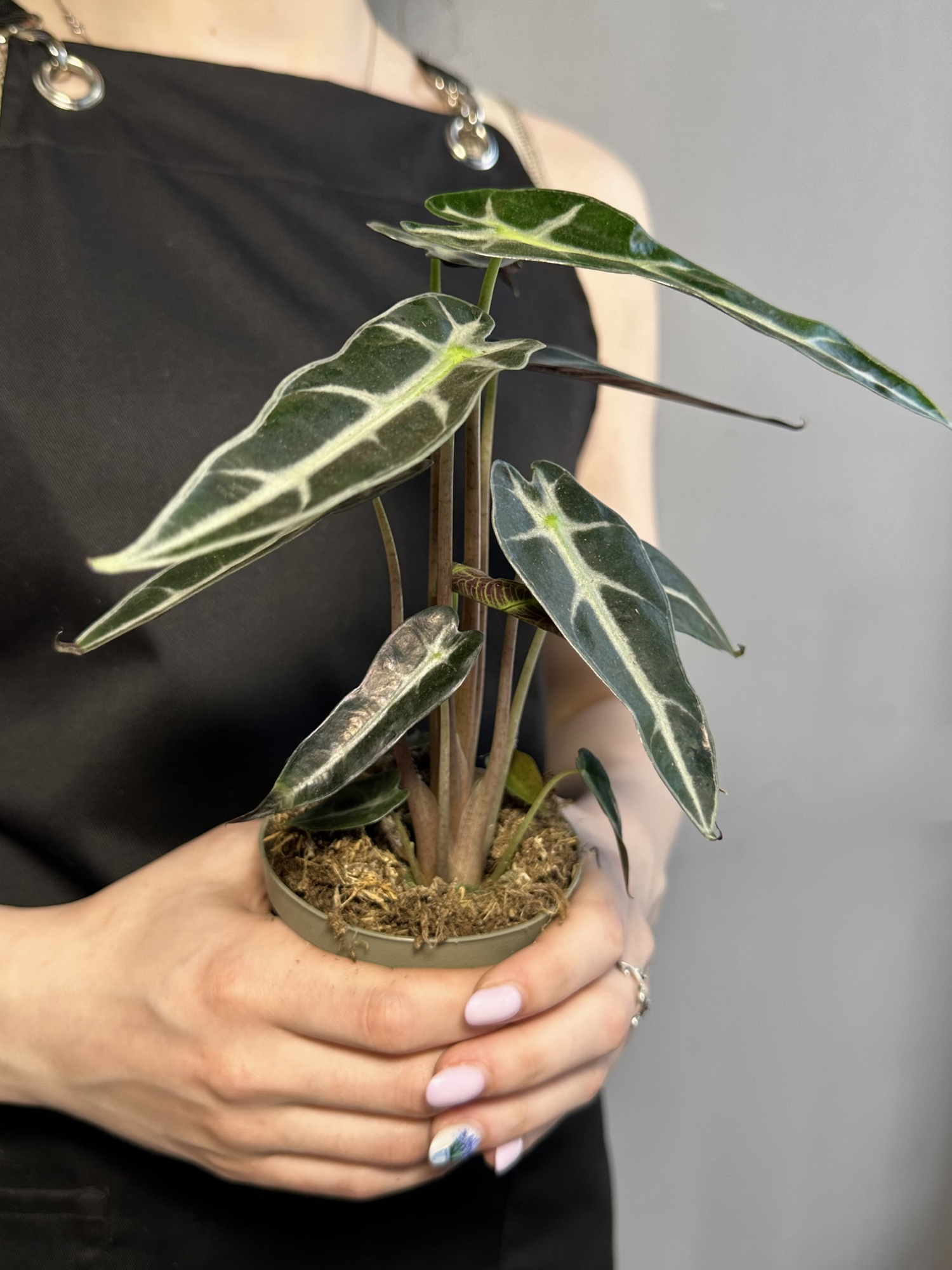 Алоказия Бамбино Эрроу (Alocasia Amazonica Bambino Arrow) D9см