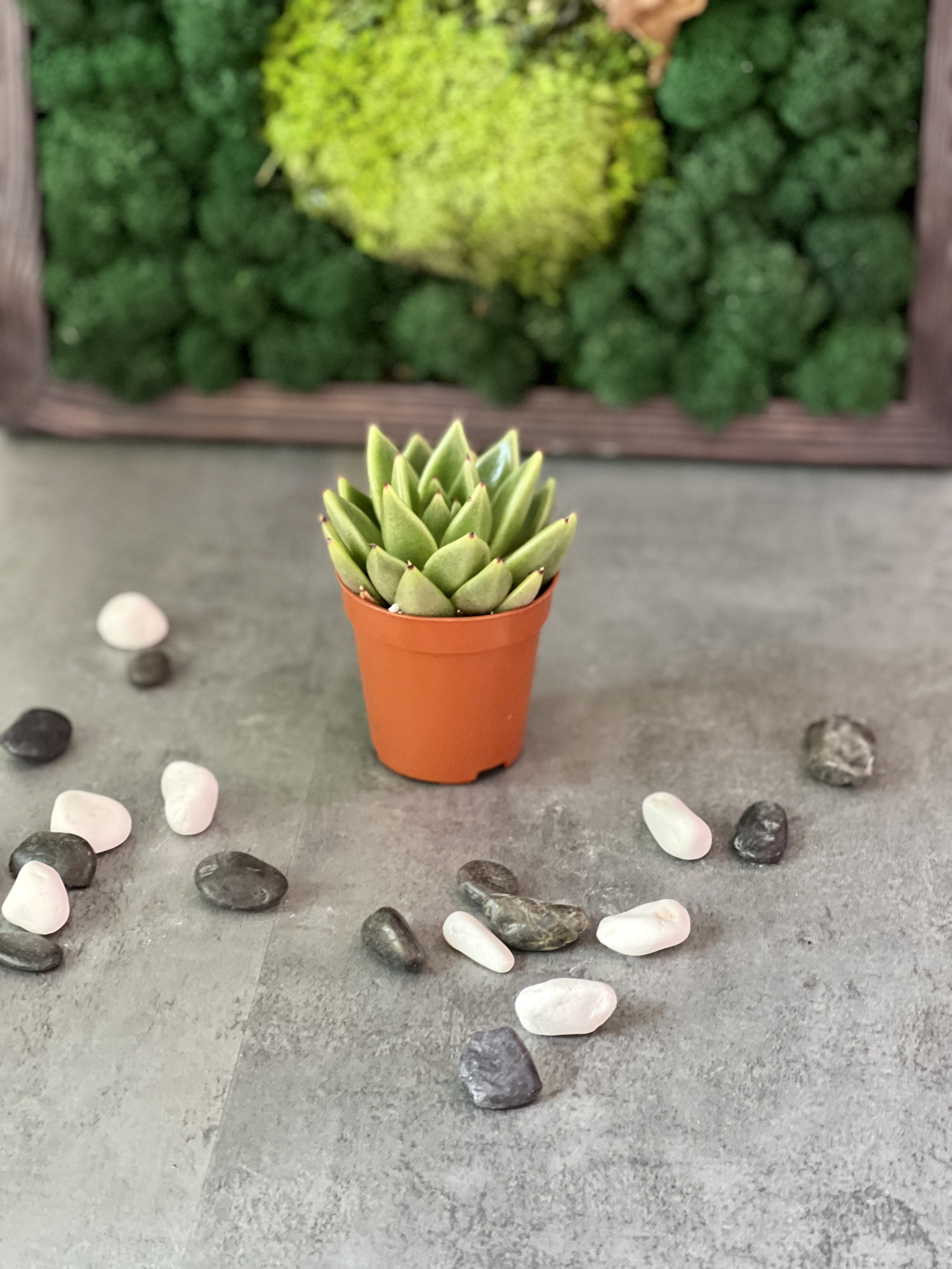 Эхеверия Агавовидная (Echeveria Agavoides) D5см