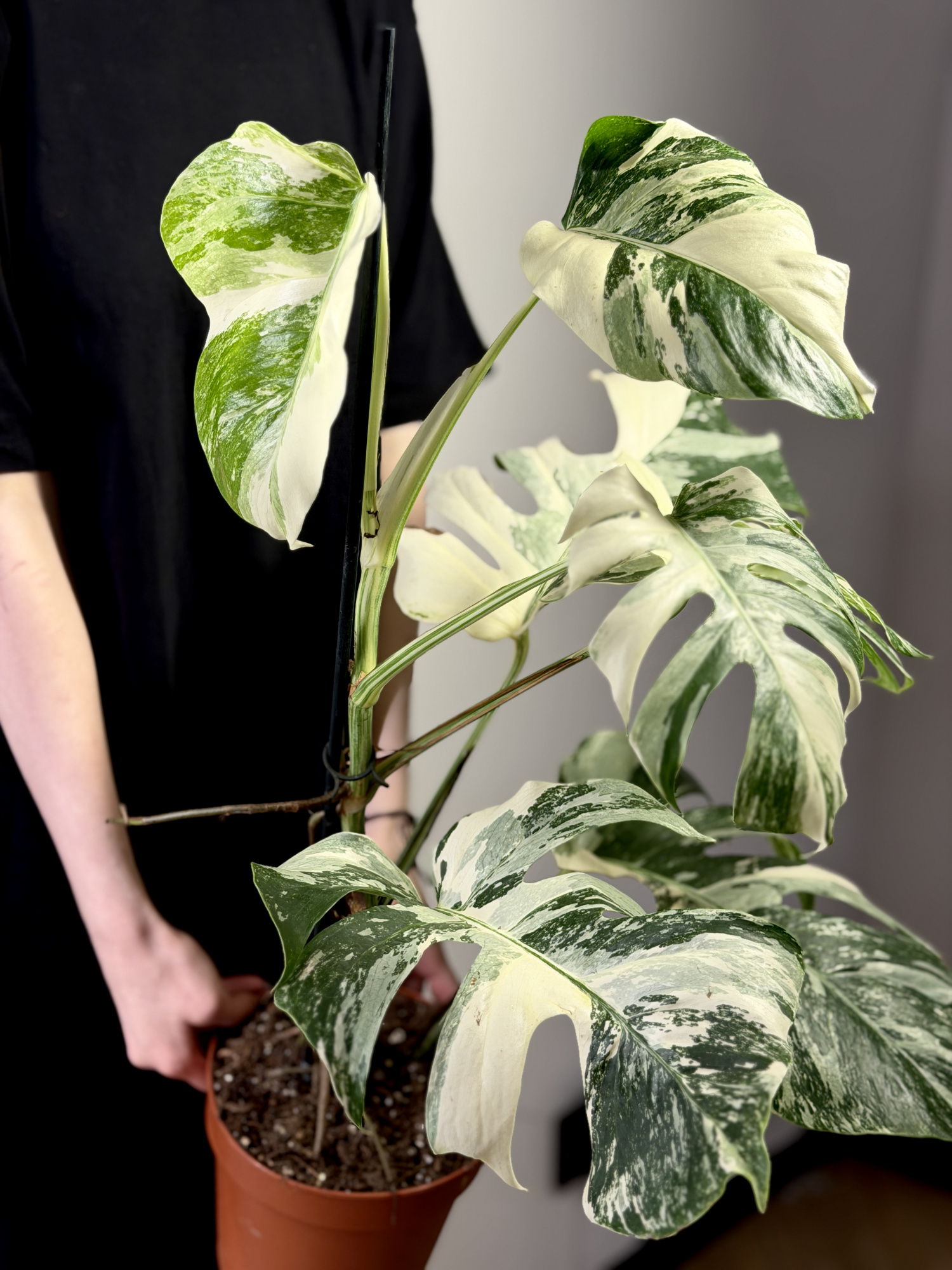 Монстера Деликатесная Альба Вариегатная (Monstera Deliciosa Alba Variegata) D17см