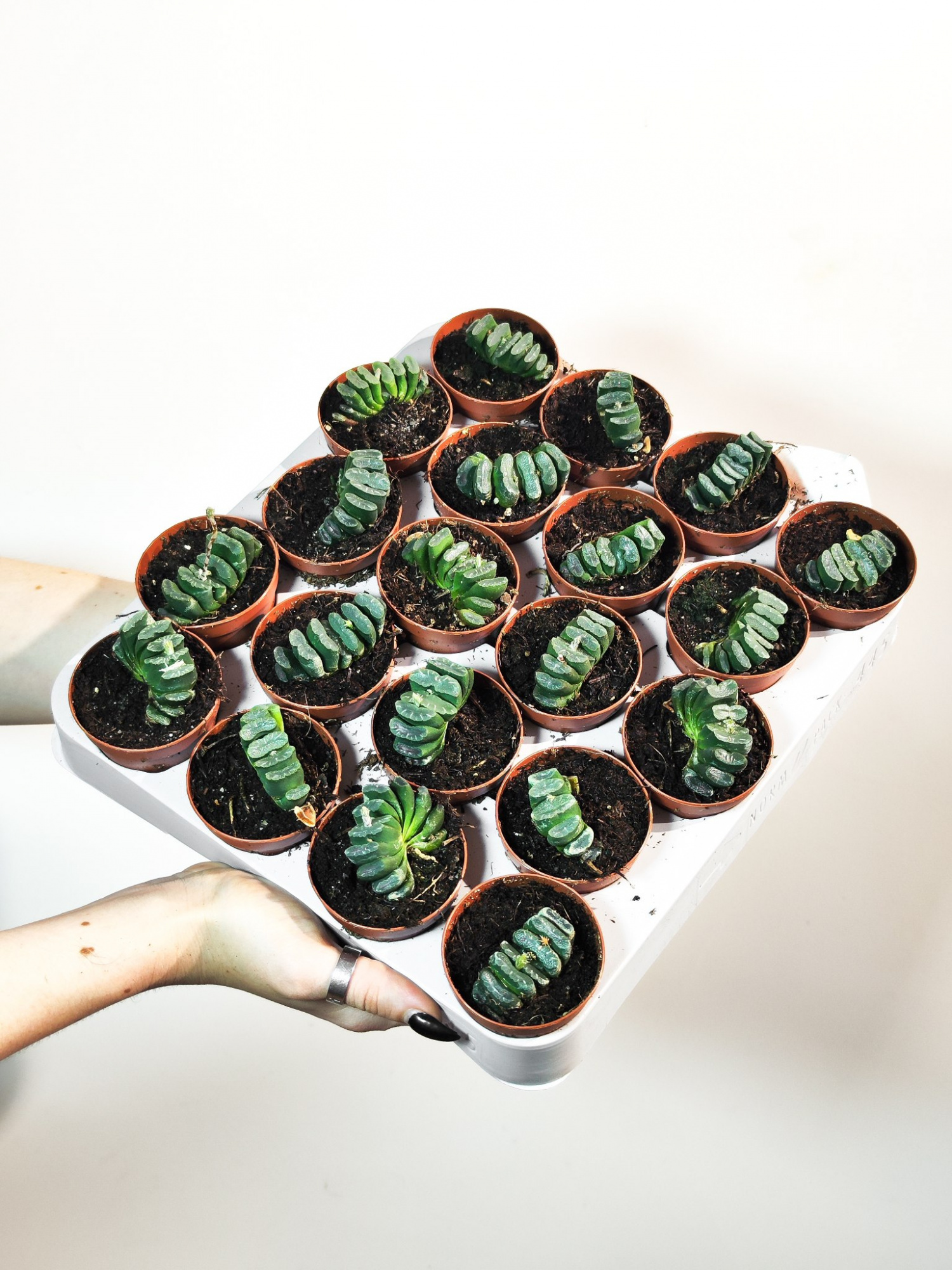 Хавортия Трунката (Haworthia Truncata) D5см