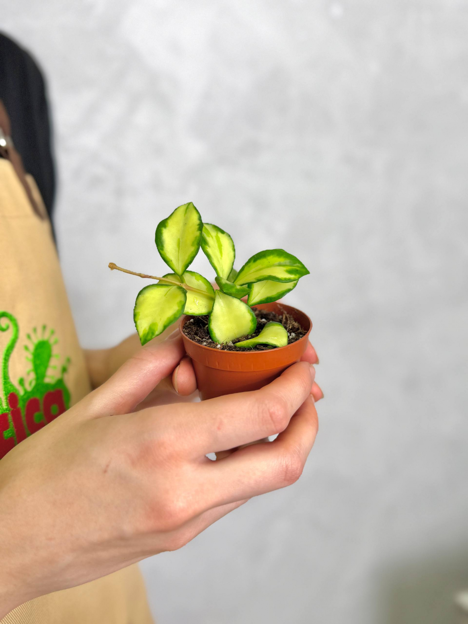 Хойя Хешкелиана Вариегатная (Hoya Heuschkeliana Variagata) D6см