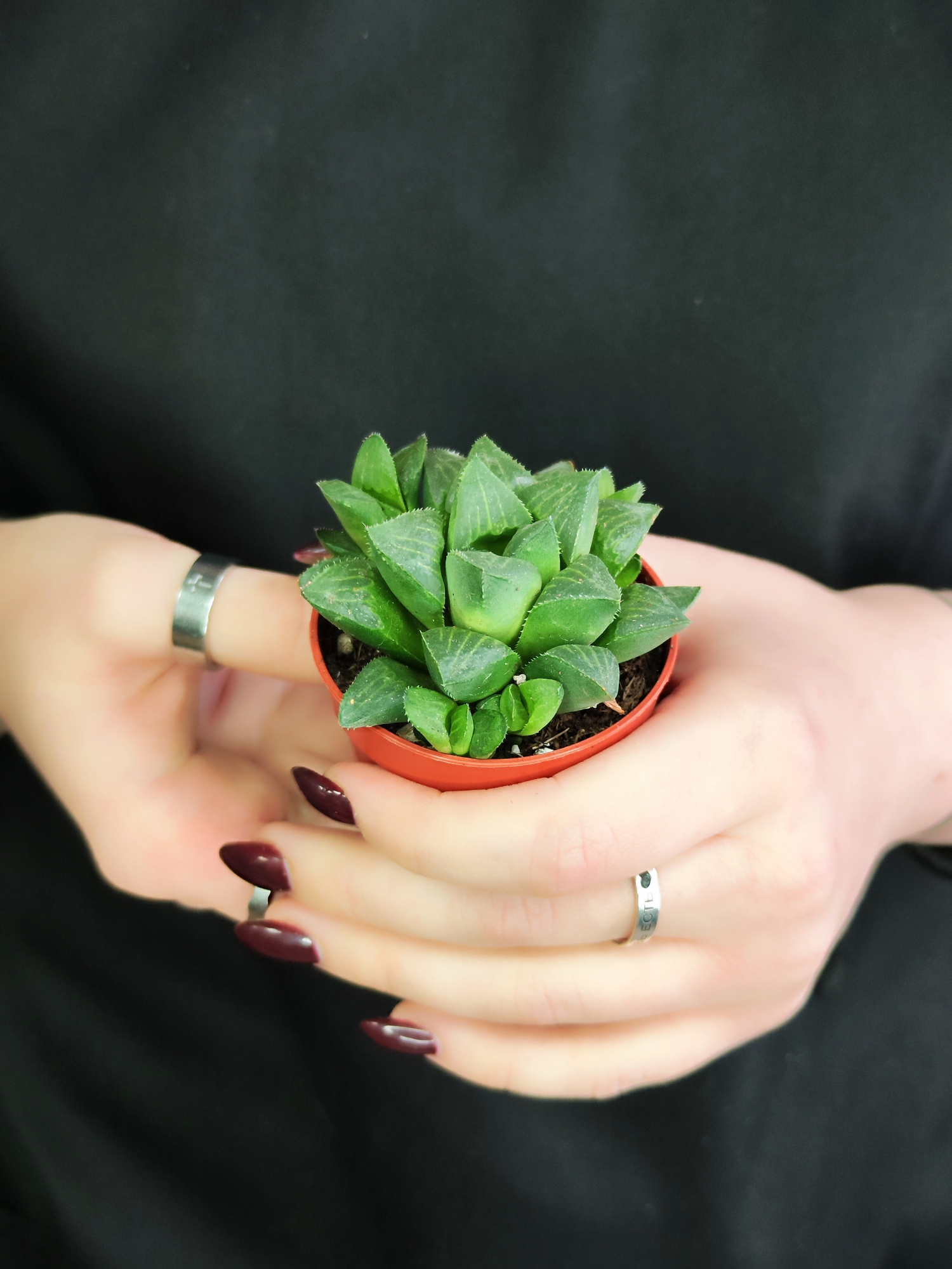 Хавортия Ретуза (Haworthia Retusa) D5см
