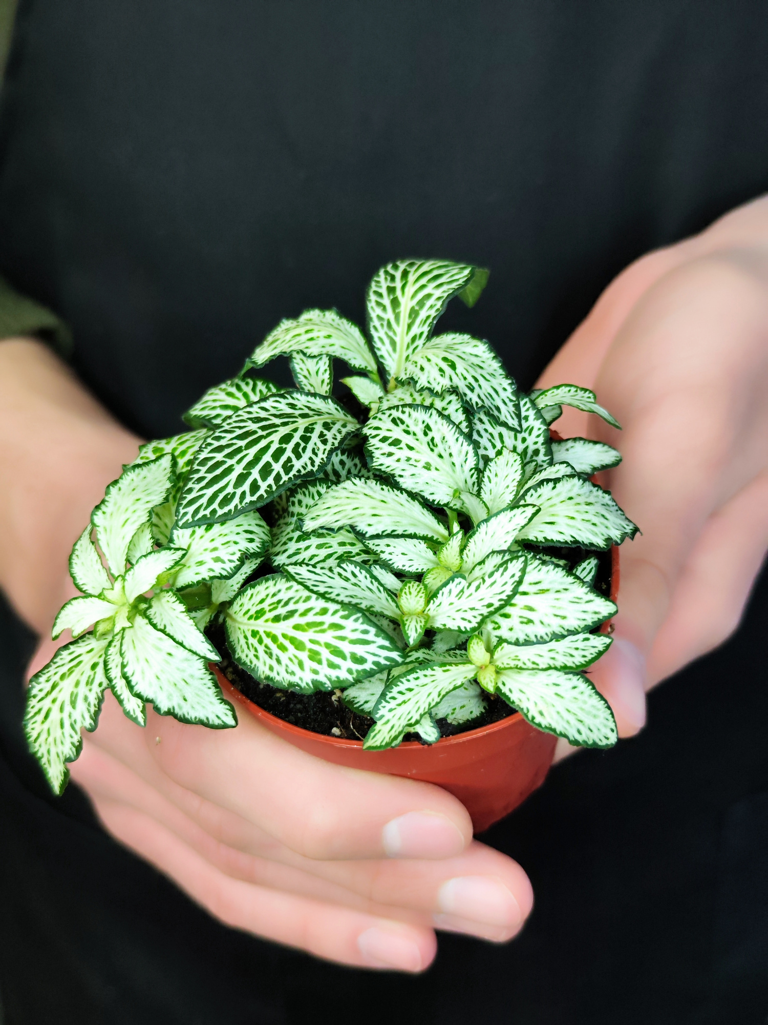 Фиттония Белая Форест Флейм (Fittonia White Forest Flame) D8,5см
