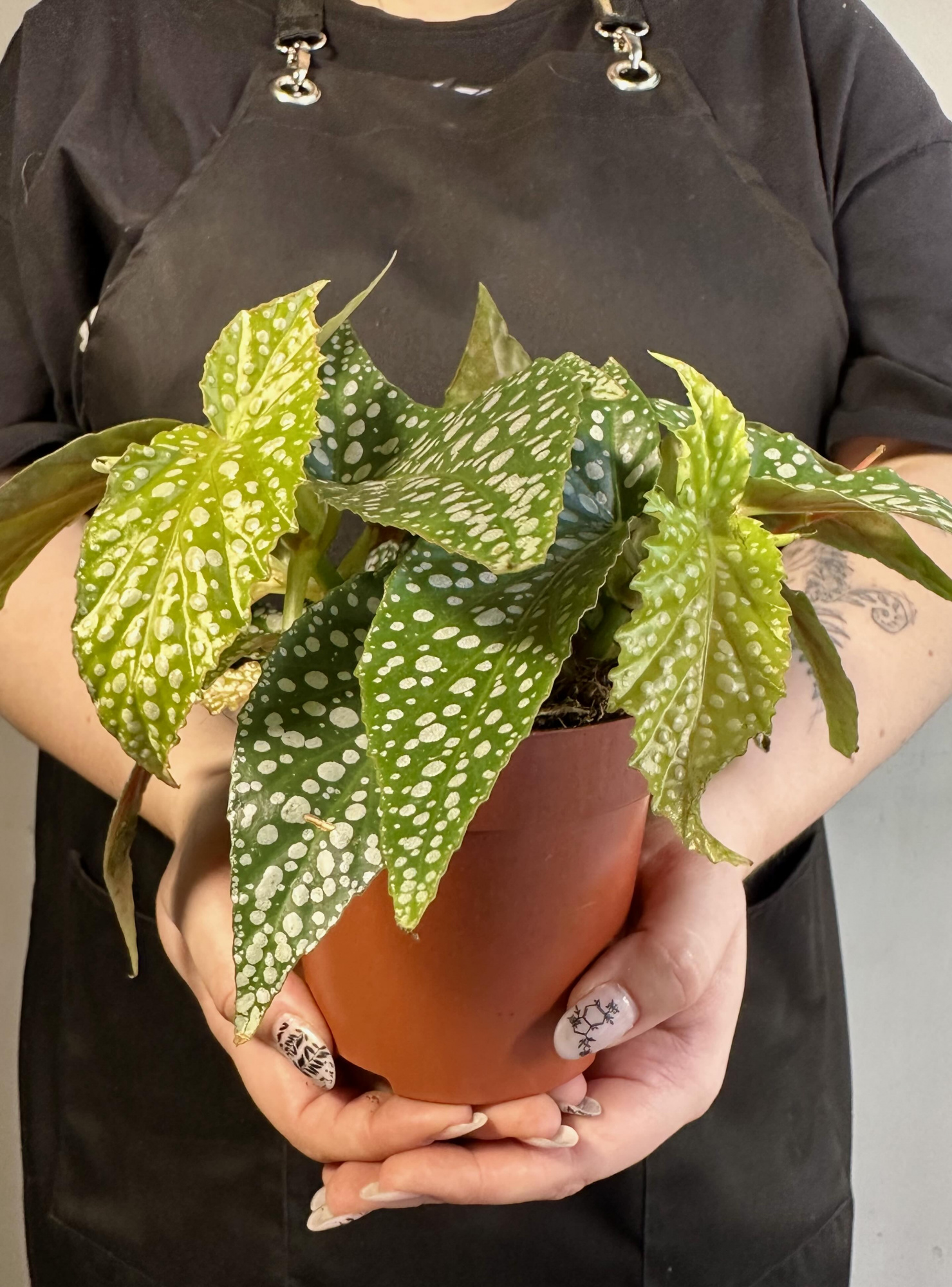 Бегония Дабл Дот (Begonia Double Dot) D12см