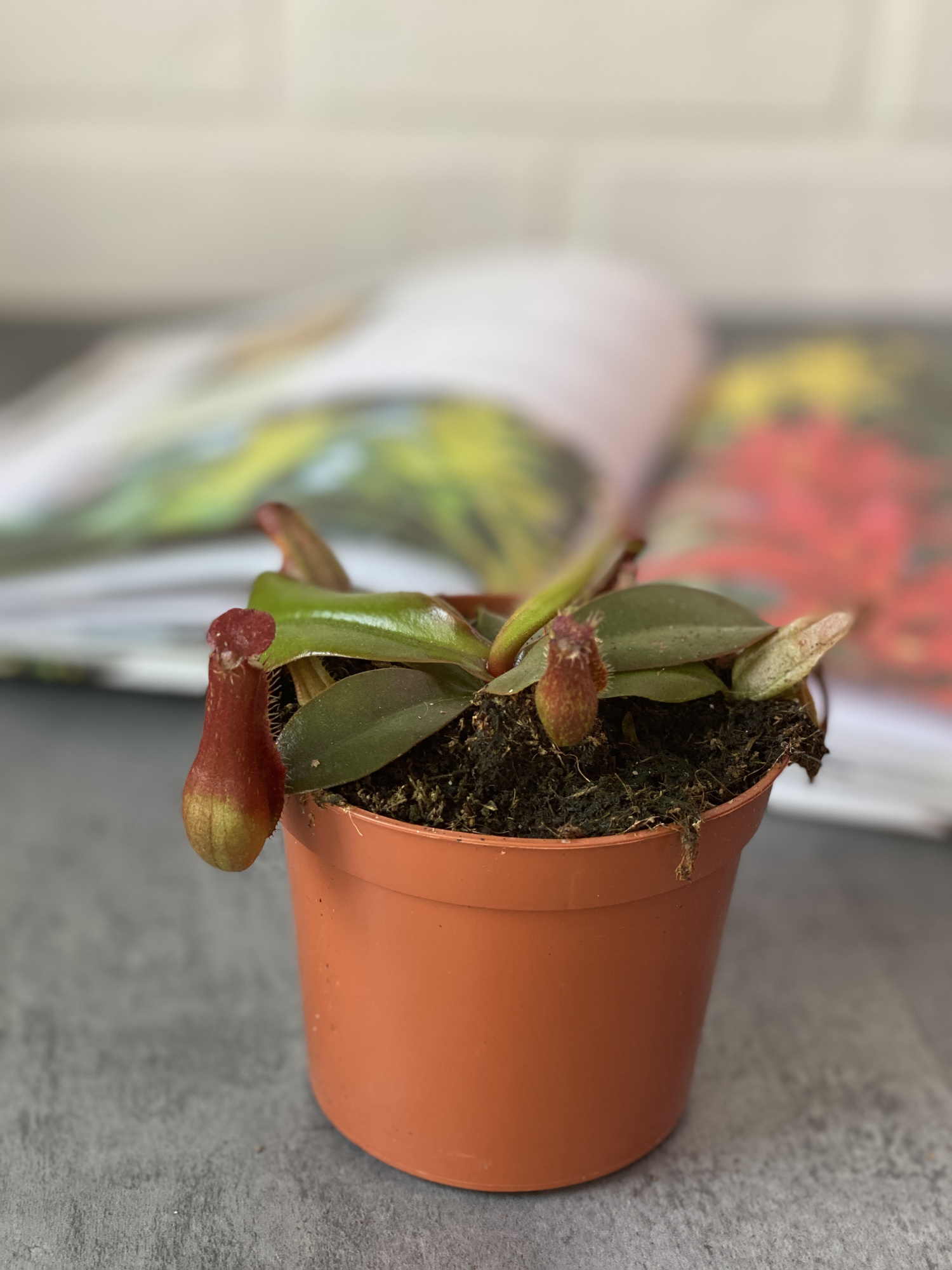 Непентес Кровавая Мэри (Nepenthes Bloody Mary) D9см