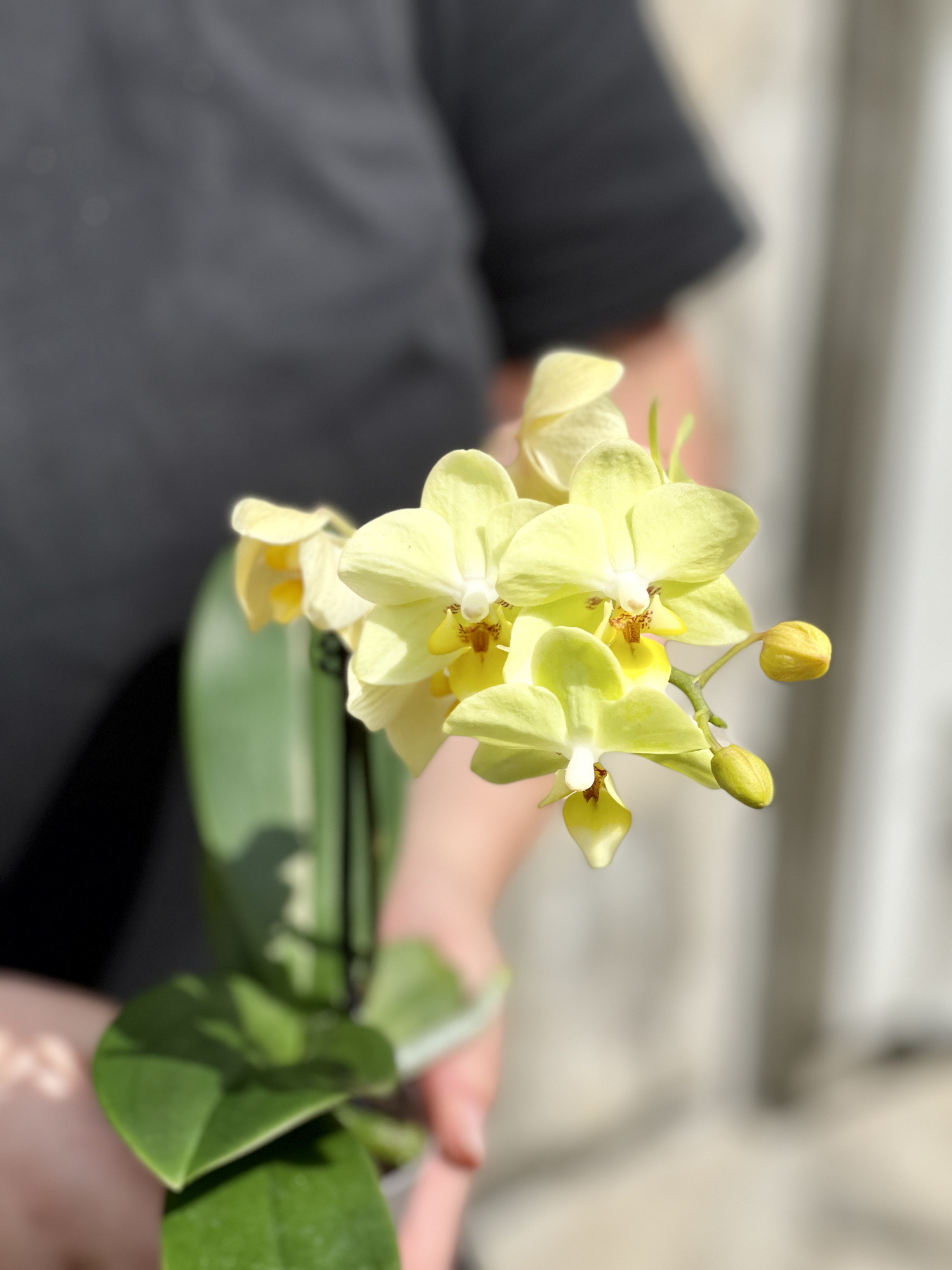 Орхидея Фаленопсис Мини Лимонная (Phalaenopsis Multiflora) D6см
