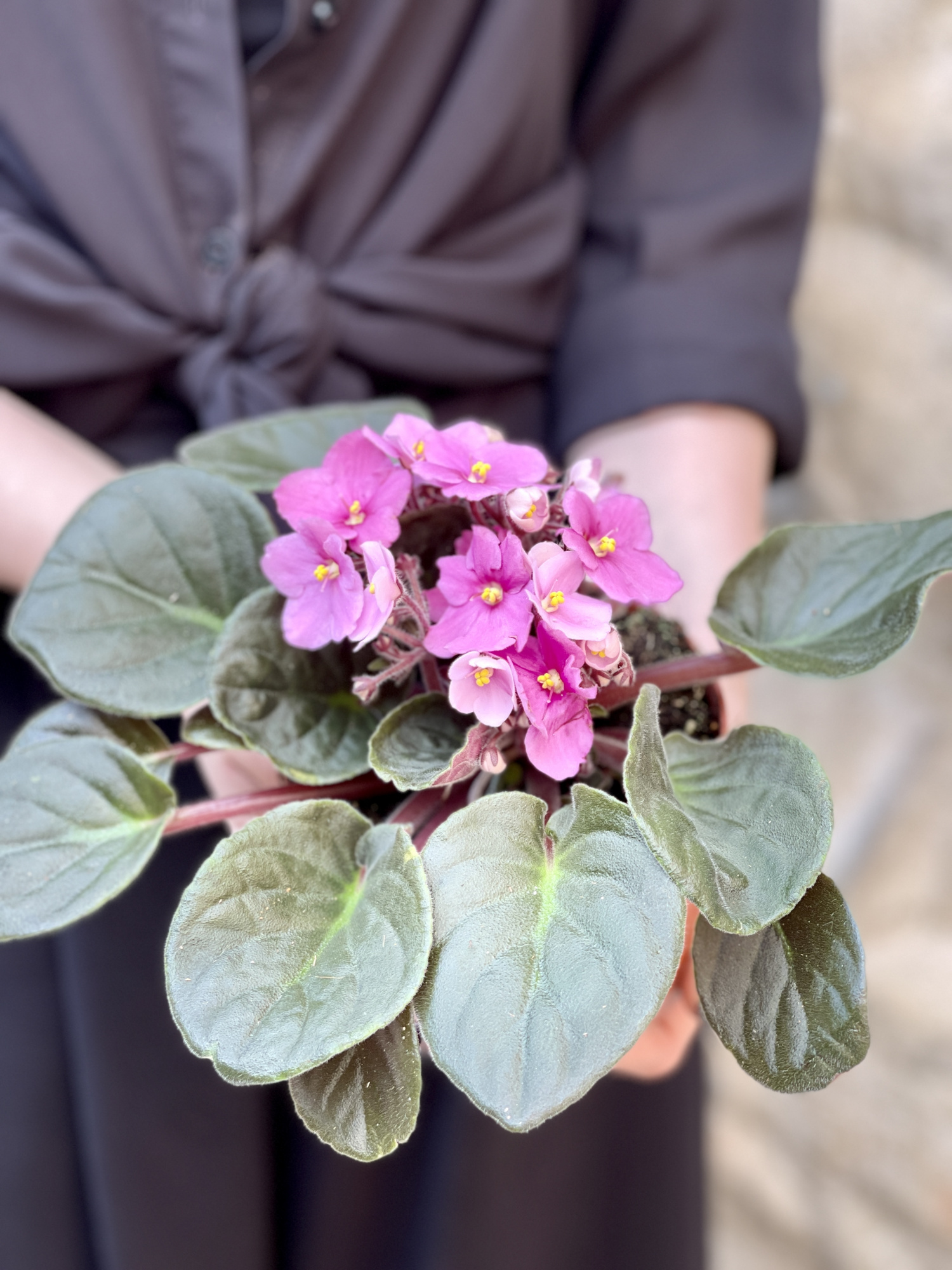 Сенполия Розовая, или Фиалка (Saintpaulia Pink) D10см