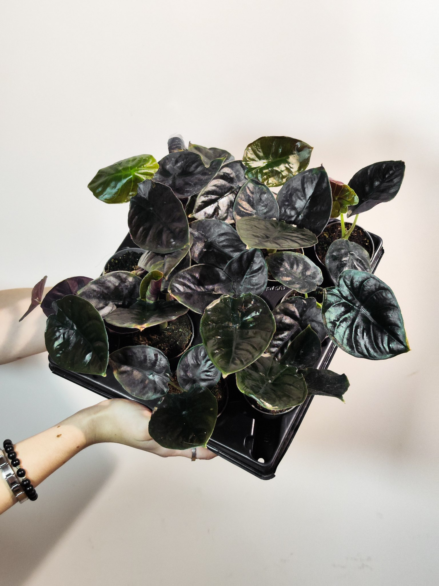 Алоказия Блэк Мэджик (Alocasia Black Magic) D6см