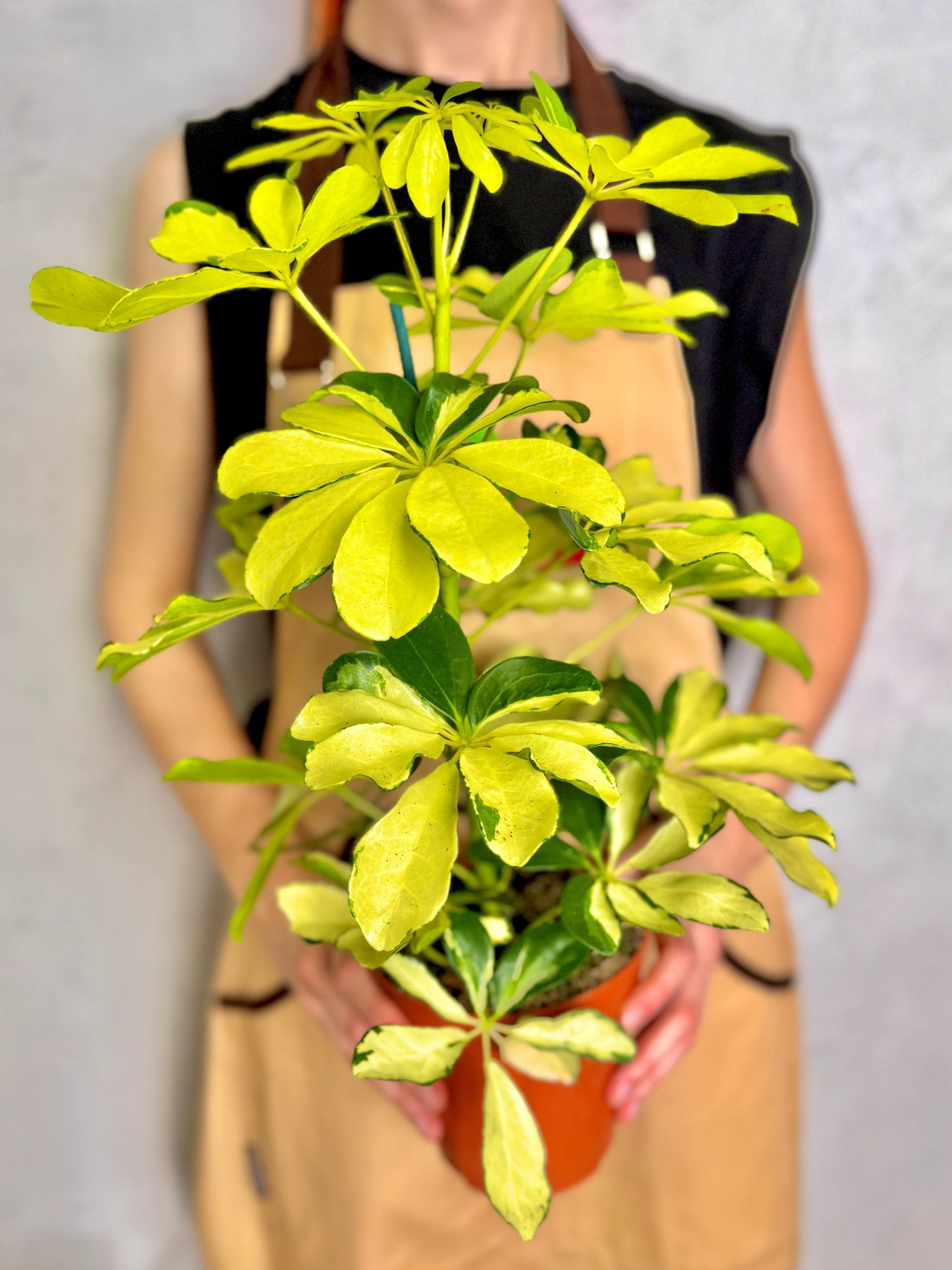 Шеффлера Мелани (Schefflera Melanie) D12см