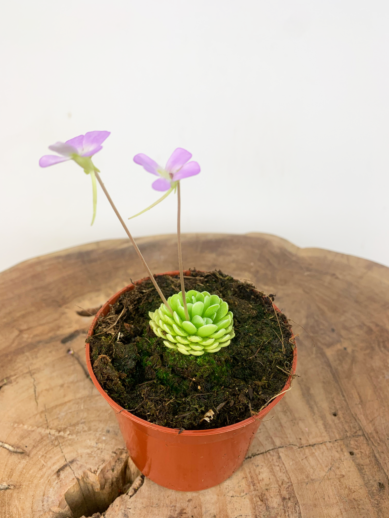 Жирянка Эссериана (Pinguicula Esseriana) D9см