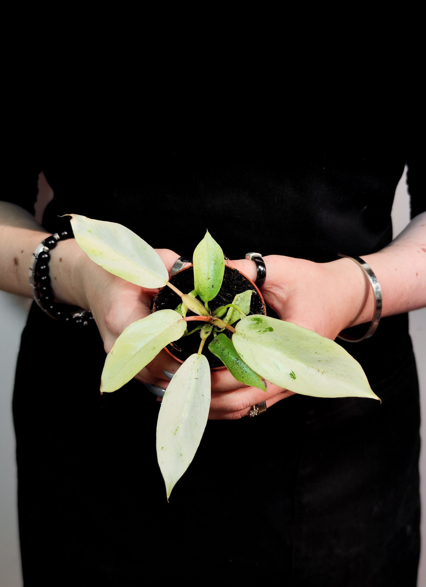 Филодендрон Сноудрифт (Philodendron Snowdrift) D6см
