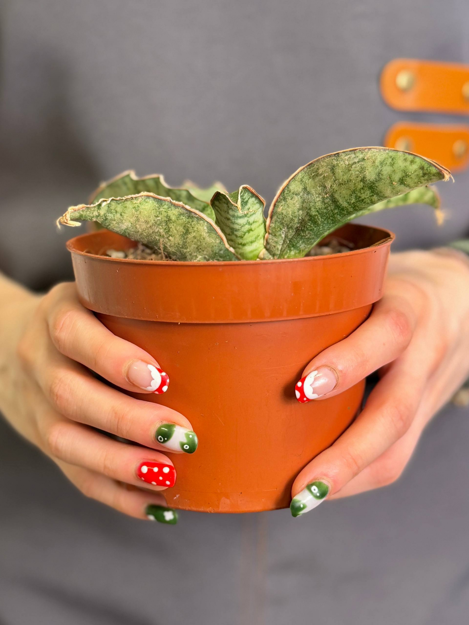 Сансевиерия Кирки Сильвер Блю (Sansevieria Kirkii Silver Blue) D12см
