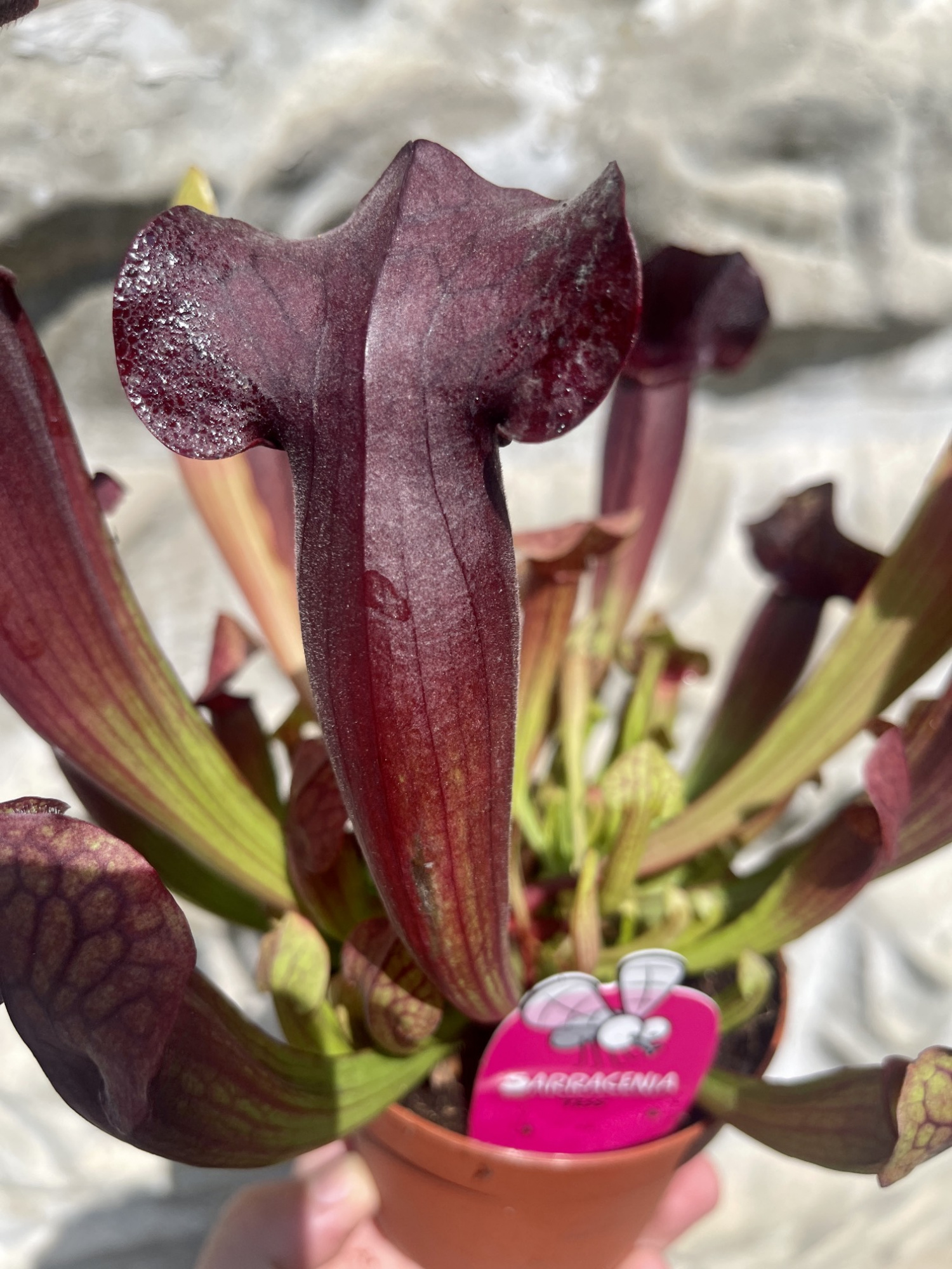 Саррацения Тесс (Sarracenia Tess) D12см