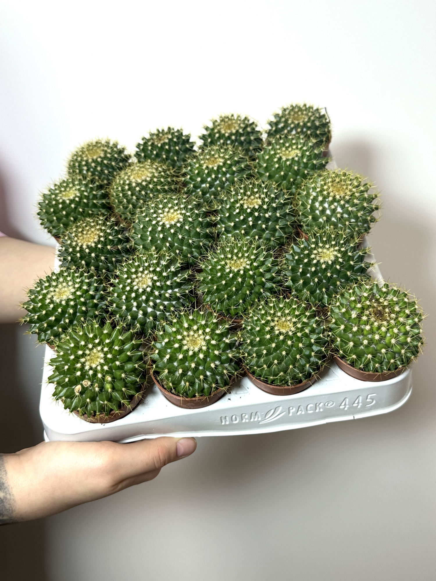 Маммиллярия Маркса (Mammillaria Marksiana) D5см