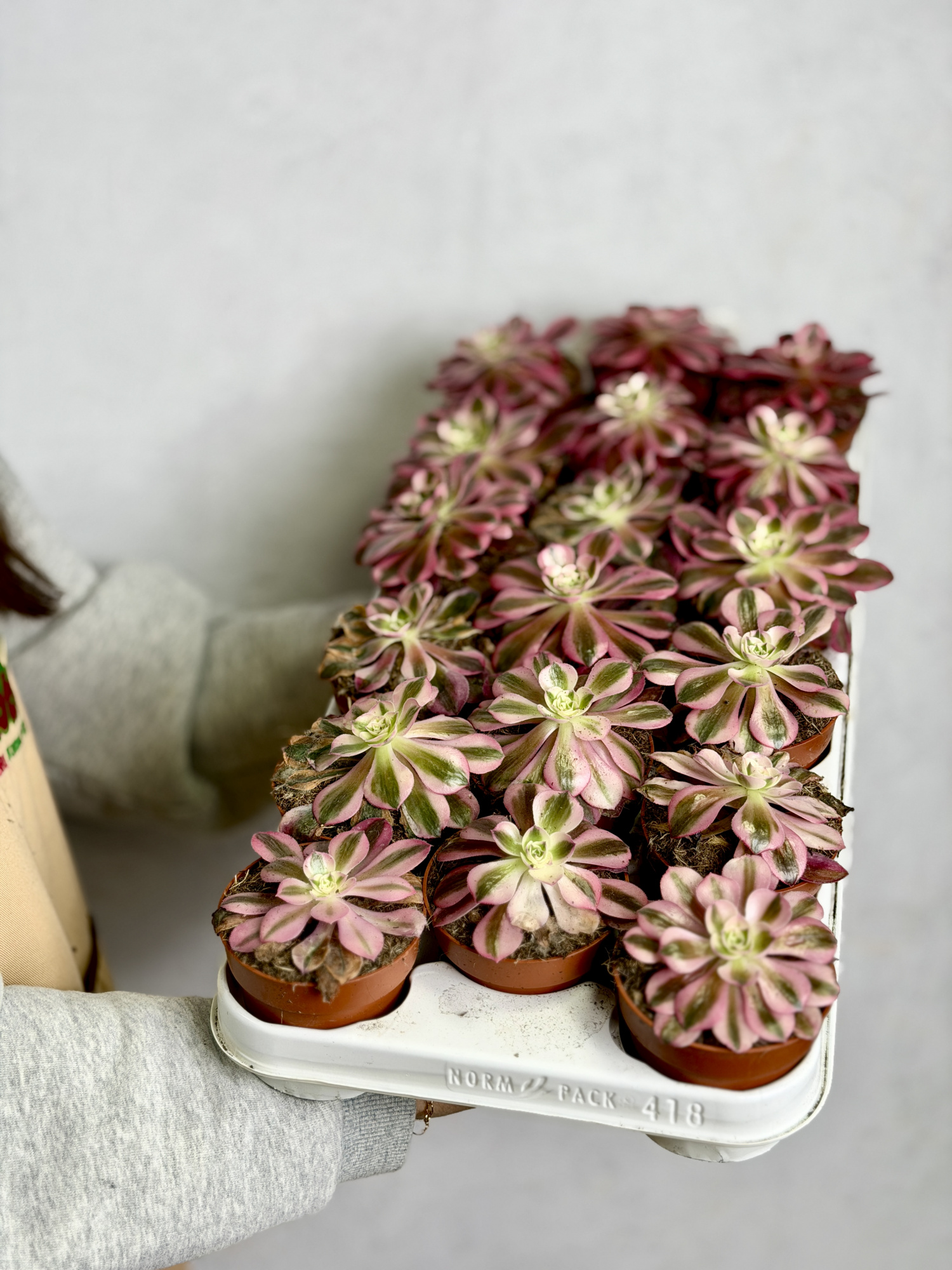 Эониум Ред Коппер (Aeonium Red Copper) D8,5см