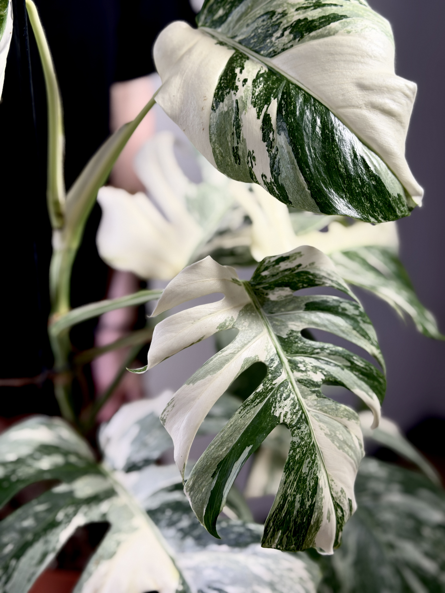 Монстера Деликатесная Альба Вариегатная (Monstera Deliciosa Alba Variegata) D17см