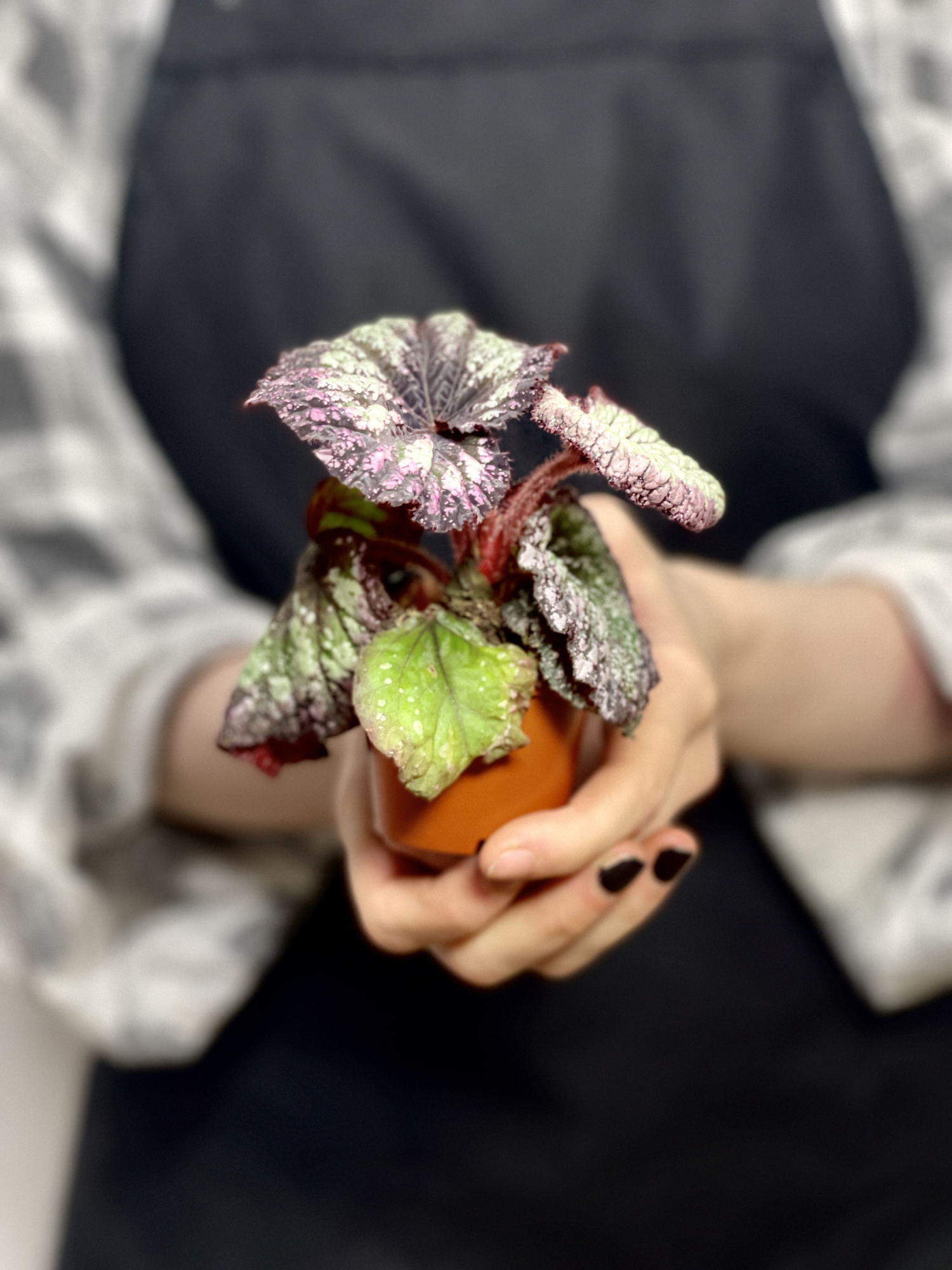 Бегония Рекс Файерворкс (Begonia Rex Fireworks) D6см
