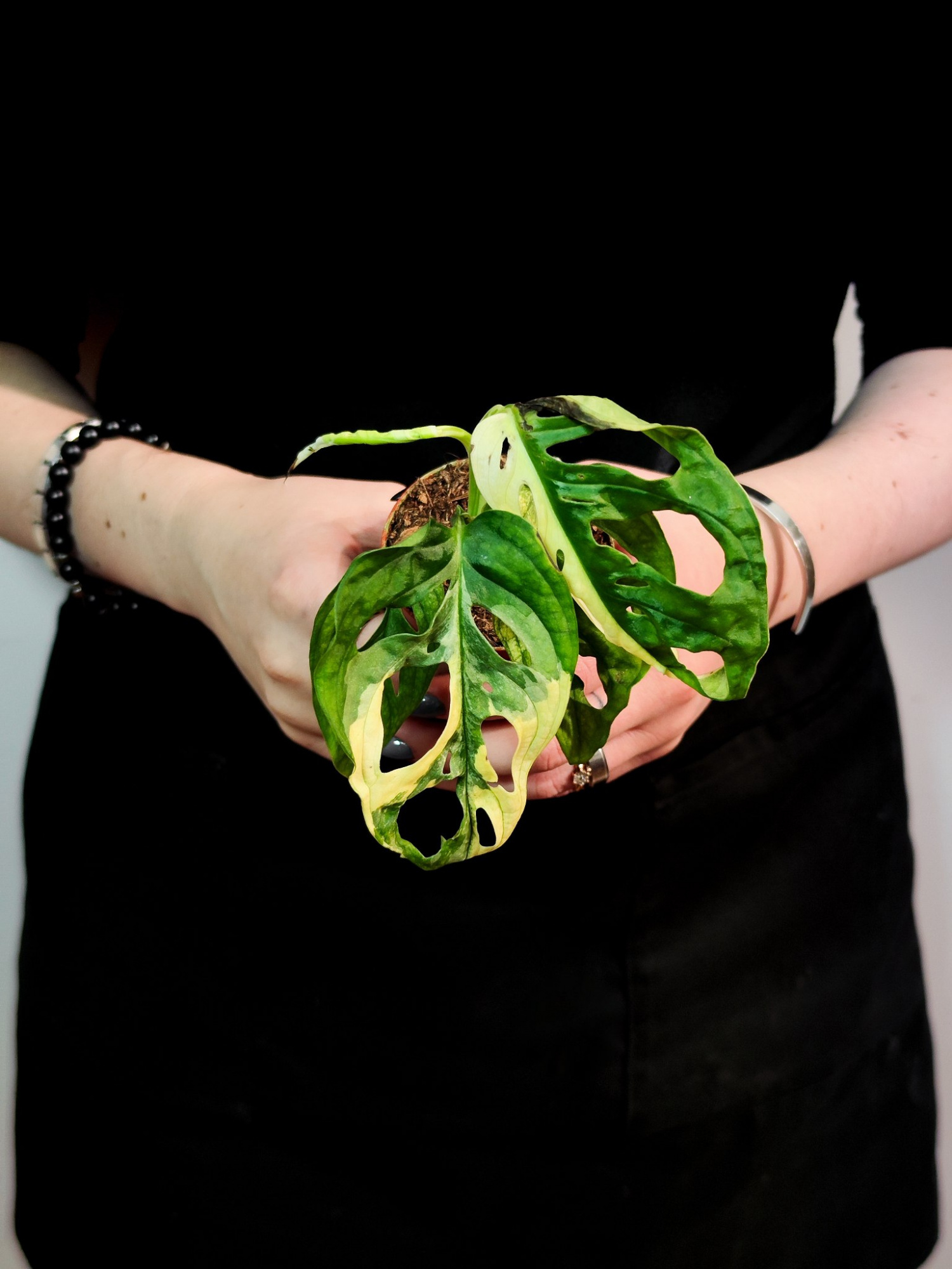 Монстера Адансона Вариегатная (Monstera Adansonii Variegata) D6см