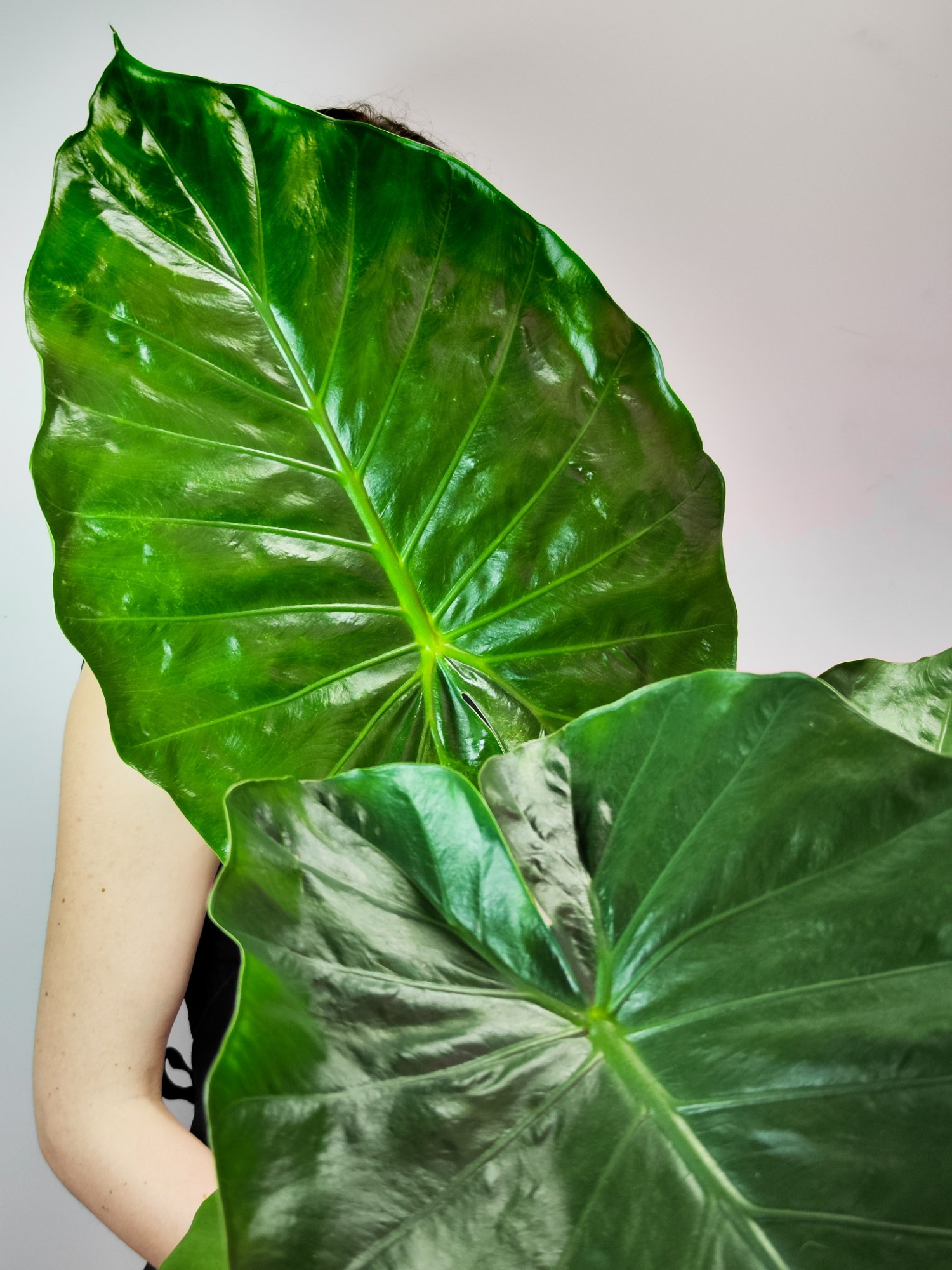 Алоказия Макрориза (Alocasia Macrorrhiza) D17см