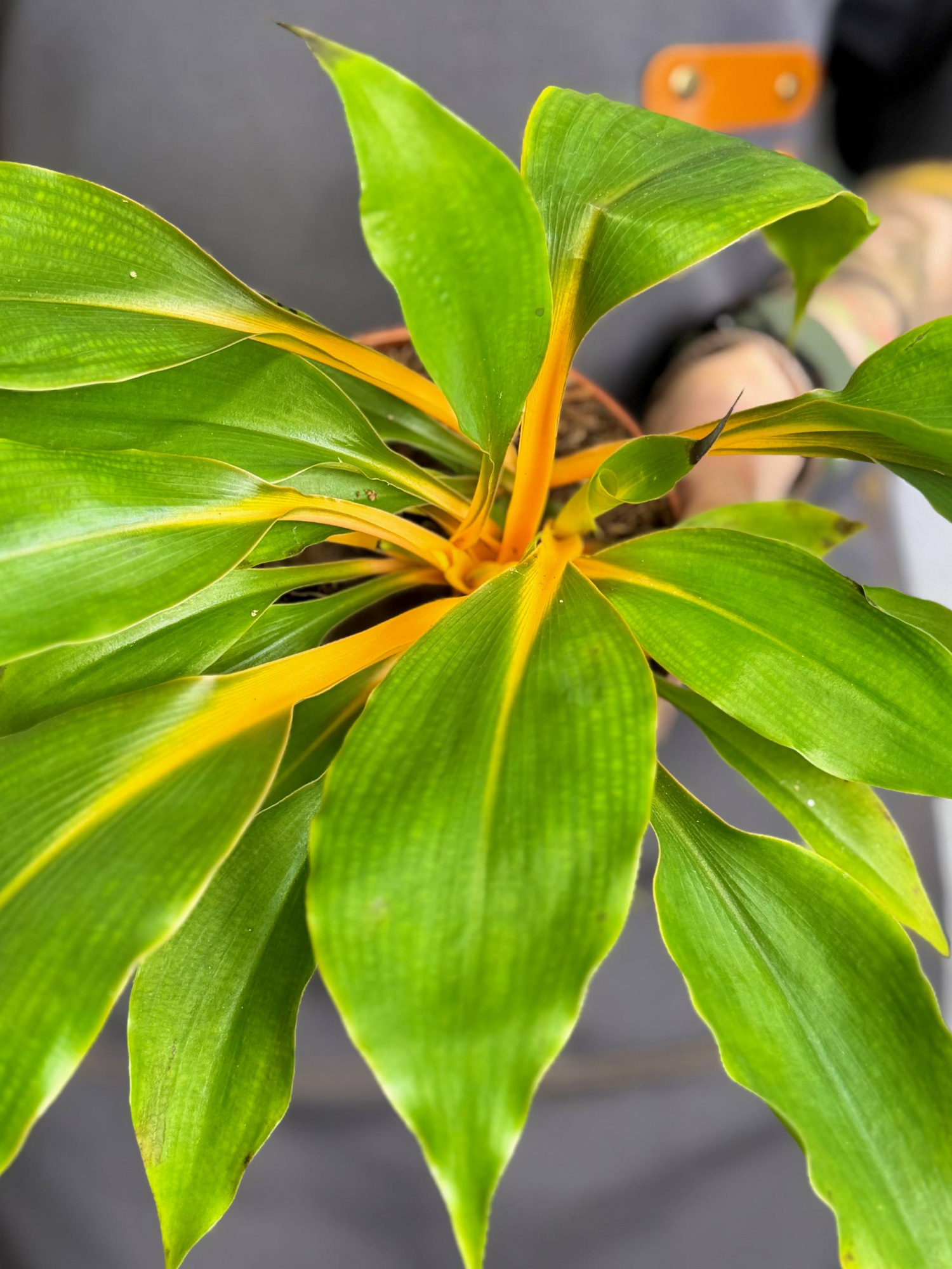 Хлорофитум Грин Оранж (Chlorophytum Green Orange) D12см
