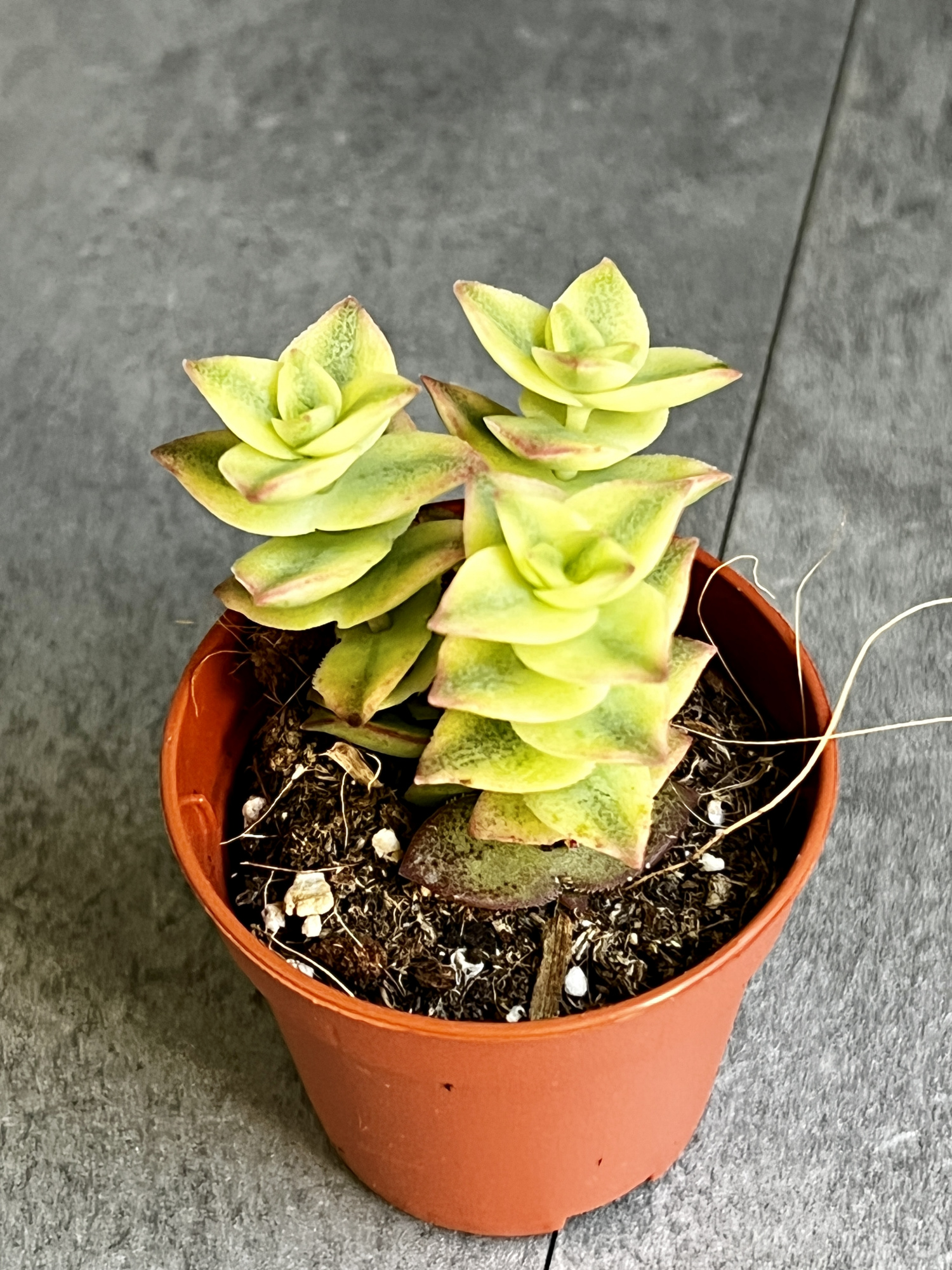 Крассула Перфората Вариегатная (Crassula Perforata Variegata) D5см