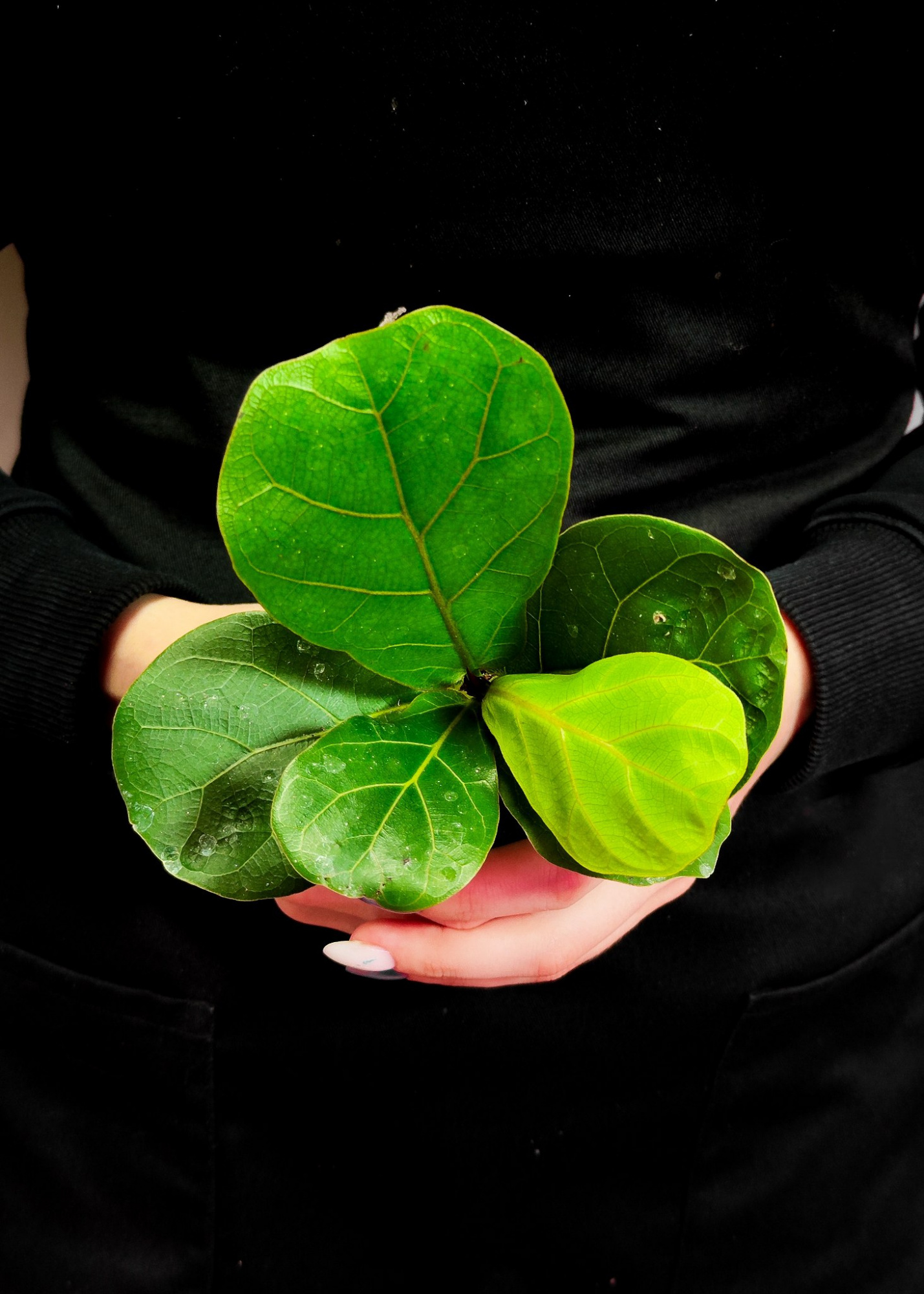 Фикус Лирата «Классический» (Ficus Lyrata) D6см