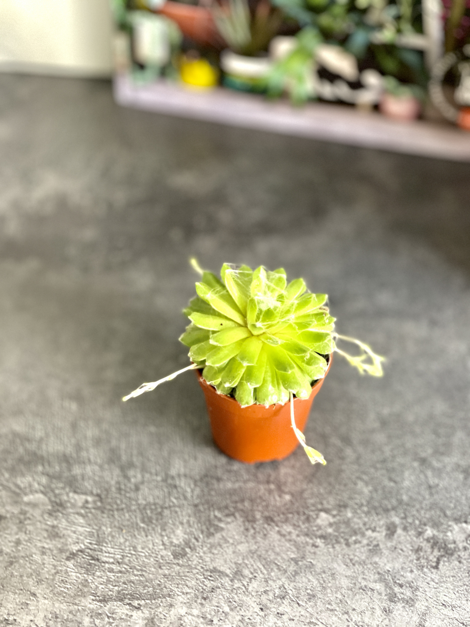 Молодило Паутинистое (Sempervivum Аrachnoideum) D5см