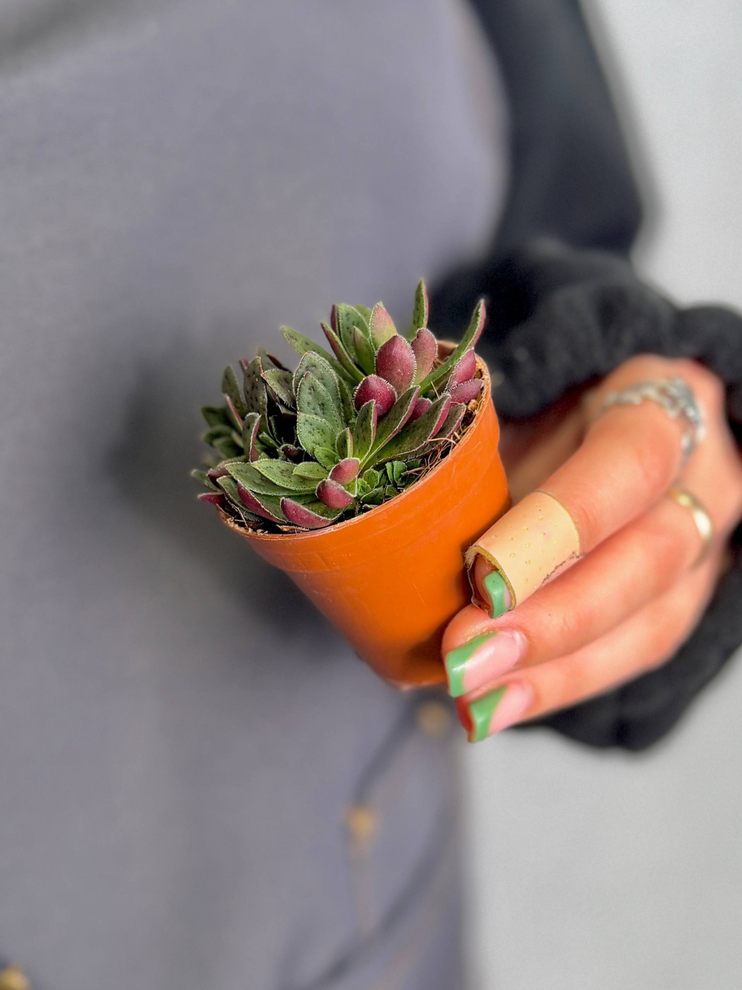 Крассула Пиктурата (Crassula Picturata) D5см