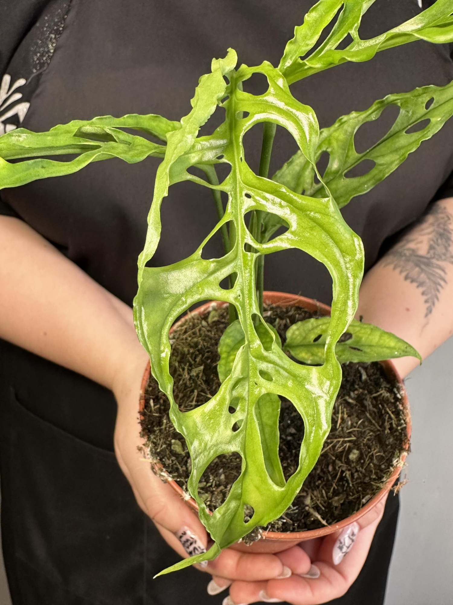 Монстера Обликва Перу (Monstera Obliqua Peru) D12см