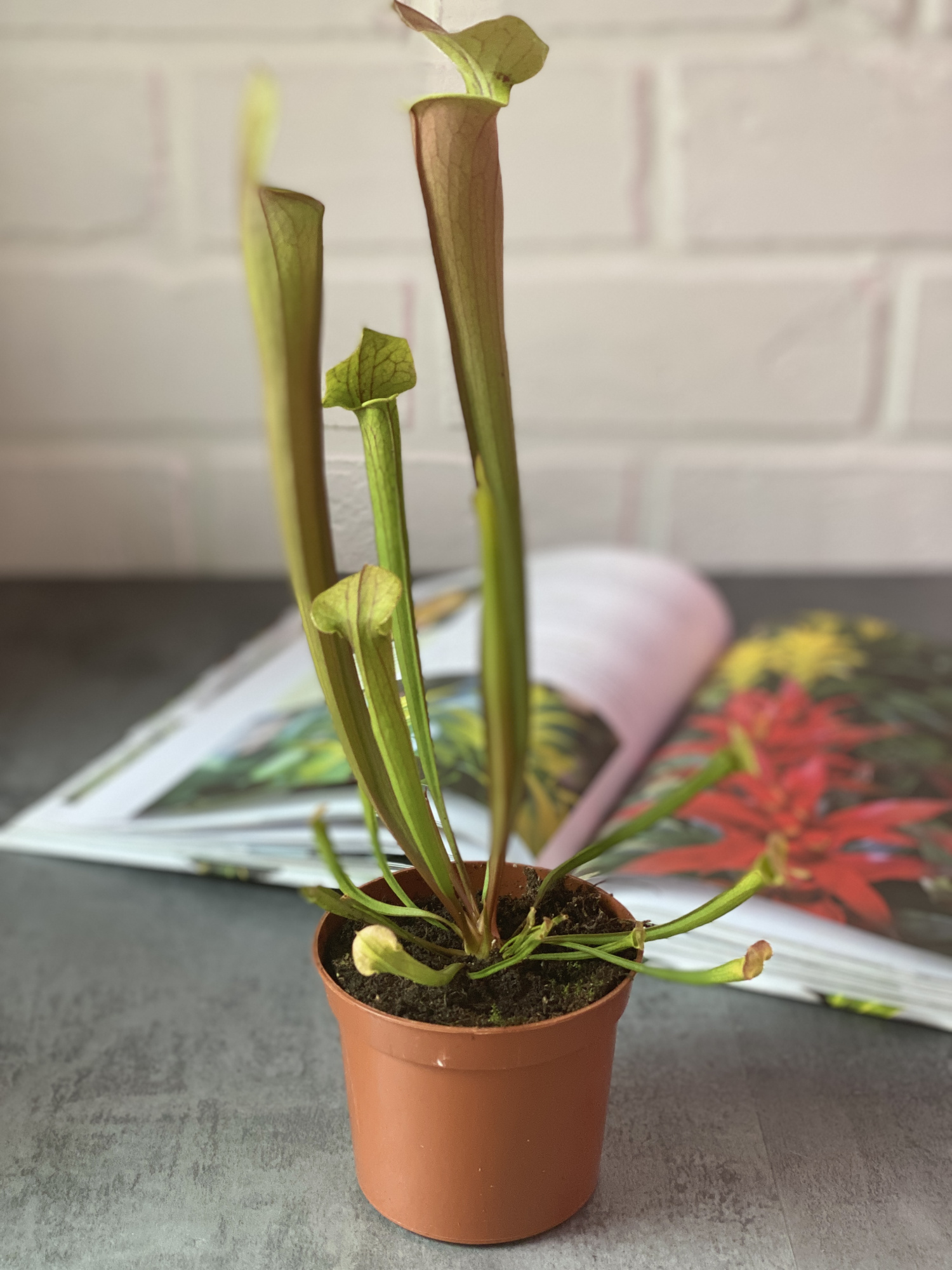 Саррацения Тиго (Sarracenia Tygo) D9см