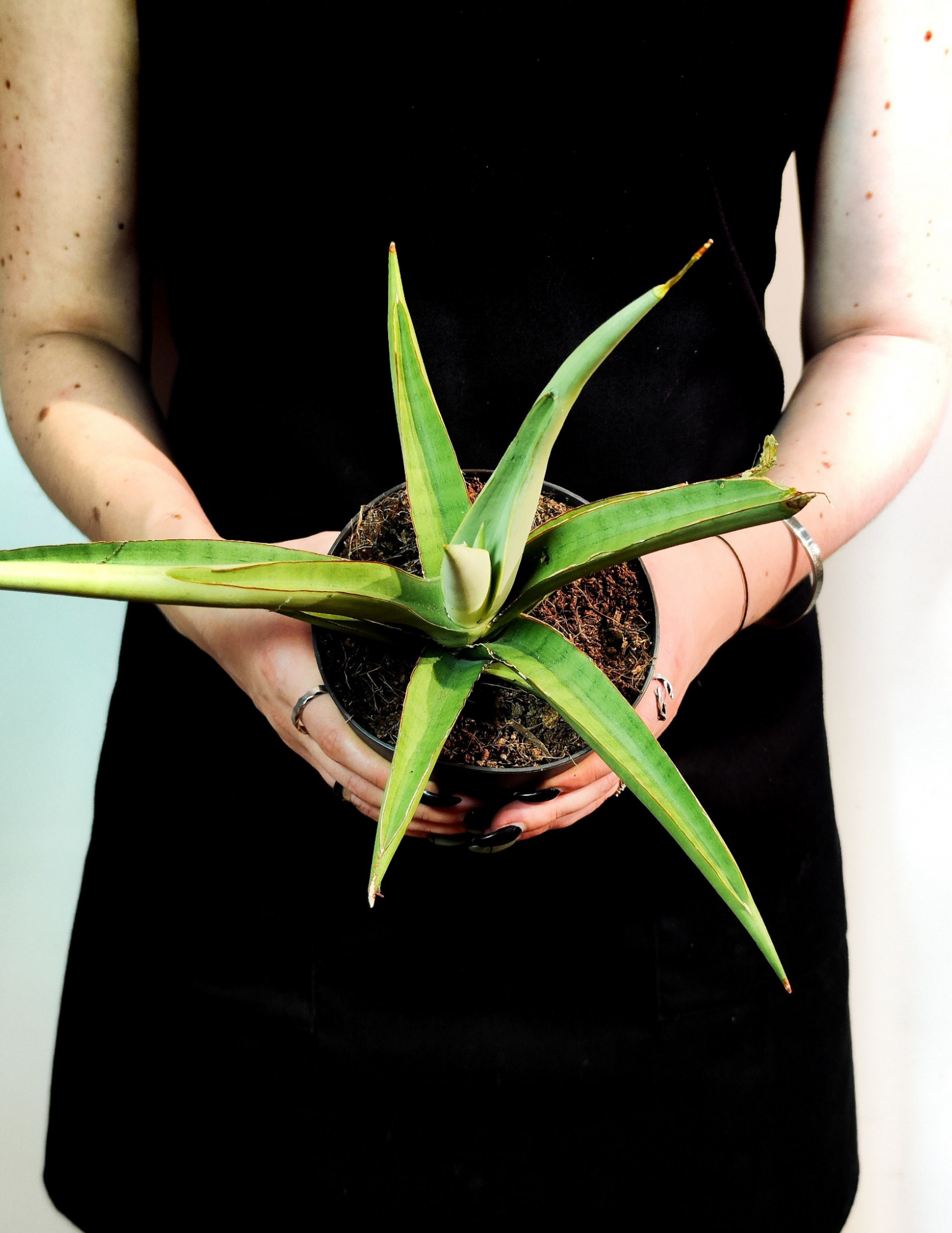 Сансевиерия Комета Пастель Грей (Sansevieria Comet Pastel Grey) D12см
