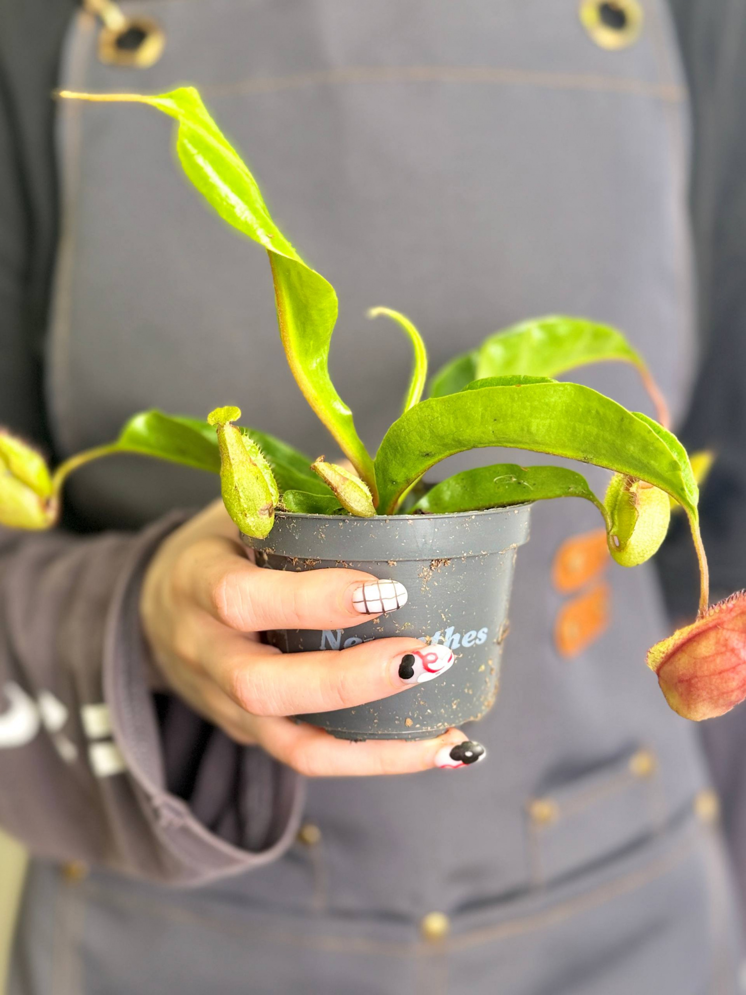 Непентес Ампулярия Зеленая (Nepenthes Ampullaria green) D9см