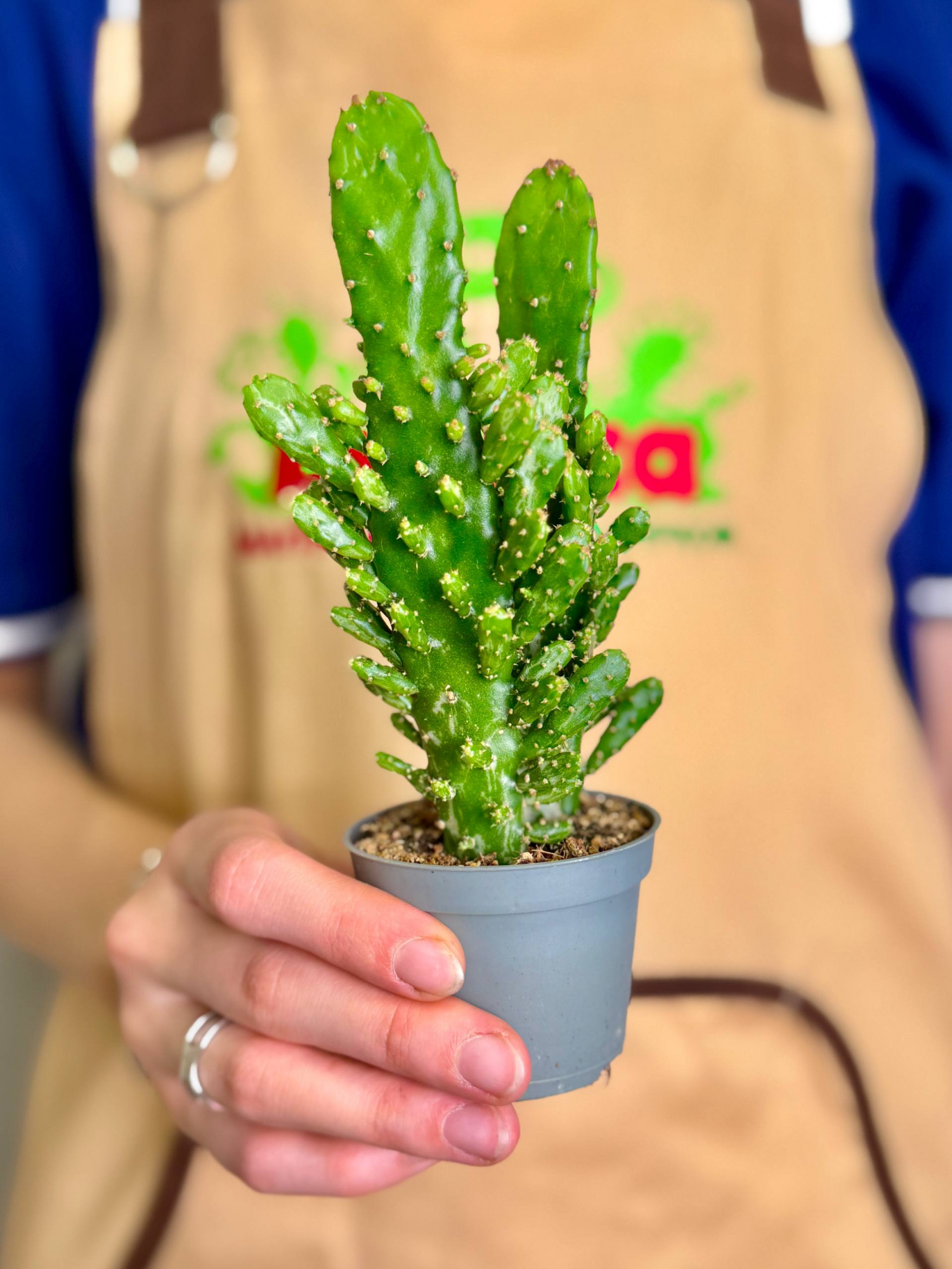 Опунция Монаканта (Opuntia Monacantha) D6см