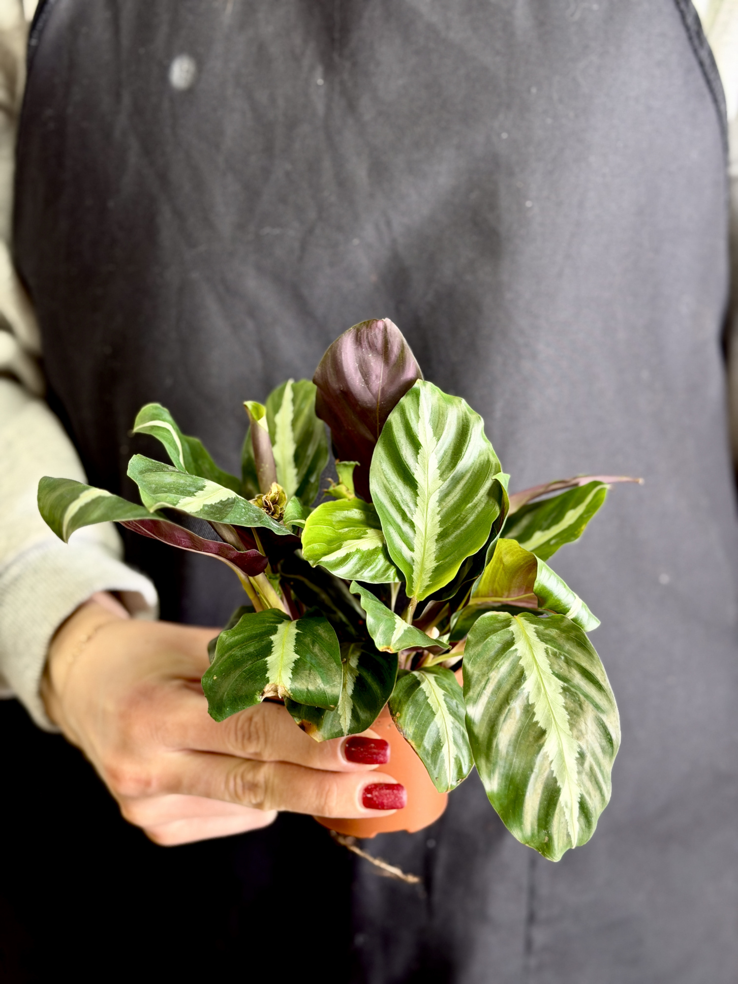 Калатея Ундулата (Calathea Undulata) D7см