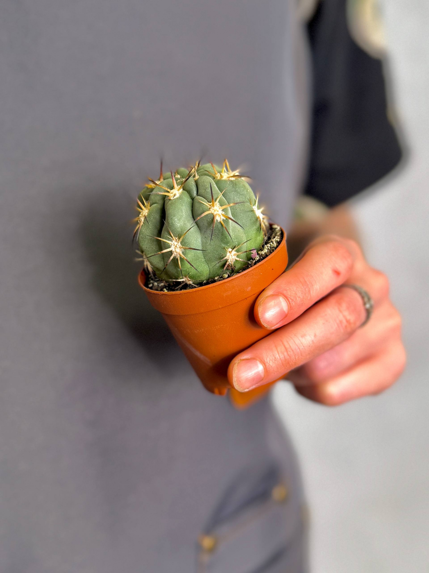 Гимнокалициум Сизый Феррари, или Гимнокалициум Глаукум (Gymnocalycium Glaucum) D5см