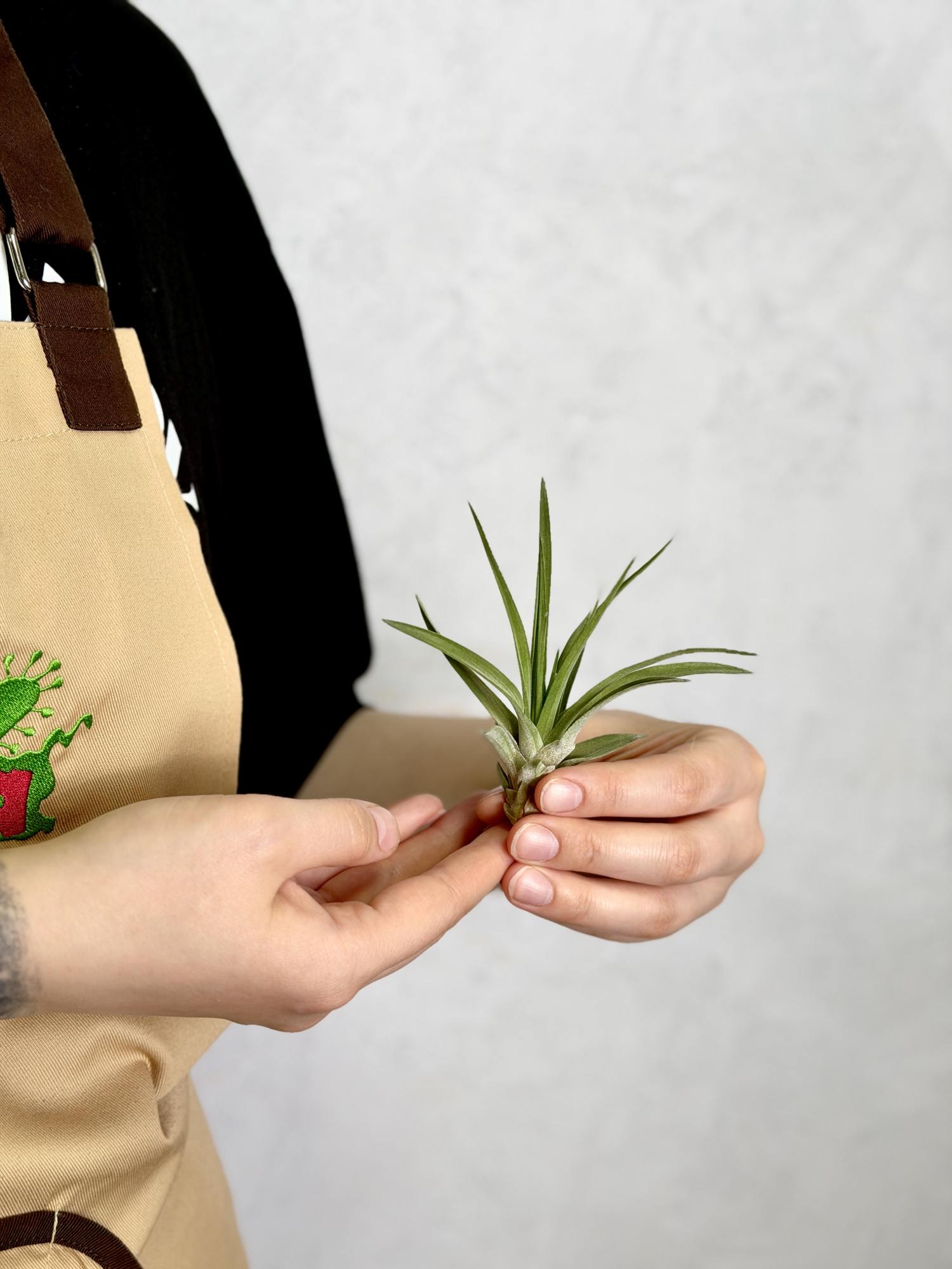 Тилландсия Велютина Мини (Tillandsia Velutina Mini)