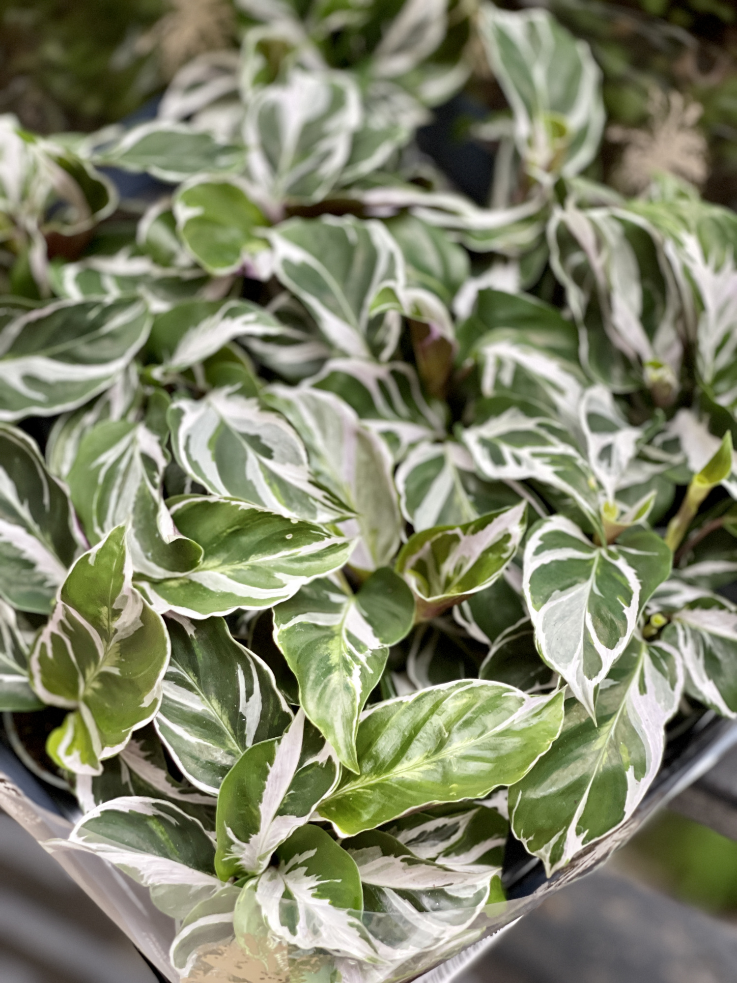 Калатея Вайт Фьюжин (Calathea White Fusion) D6см