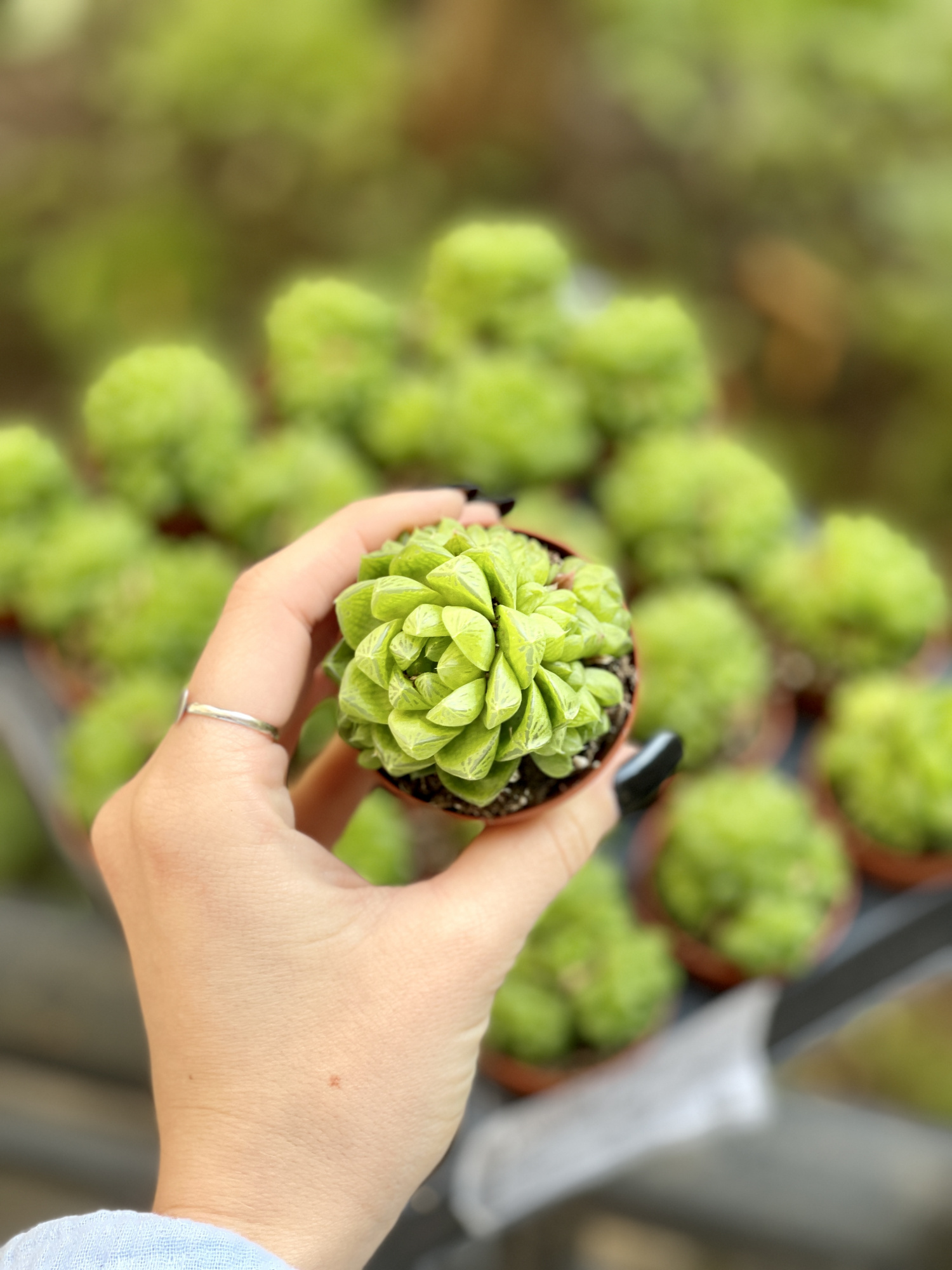 Хавортия Льдевидная Груп (Haworthia Сymbiformis Group) D5см