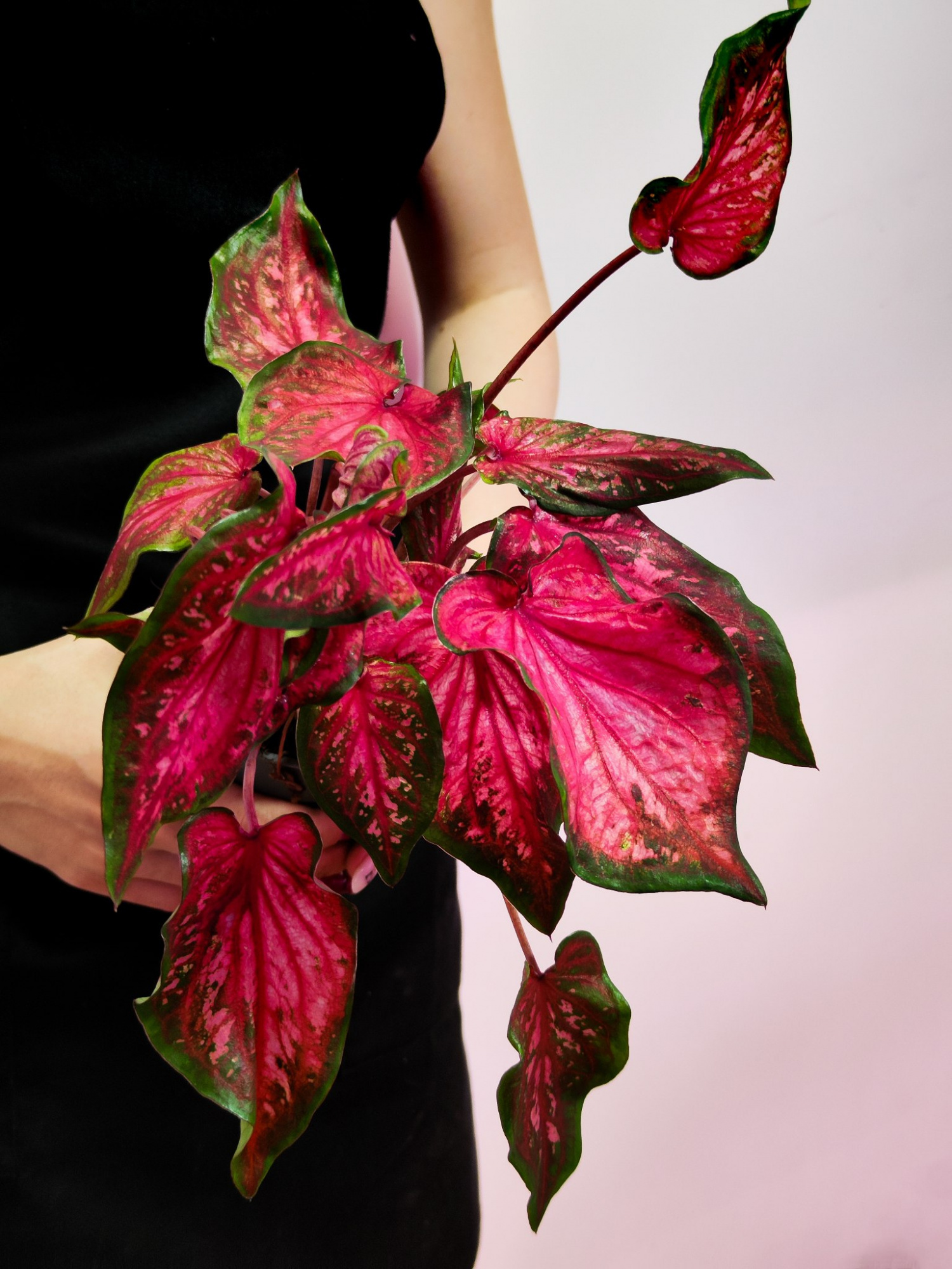Каладиум Скарлет Флейм (Caladium Scarlet Flame) D12см