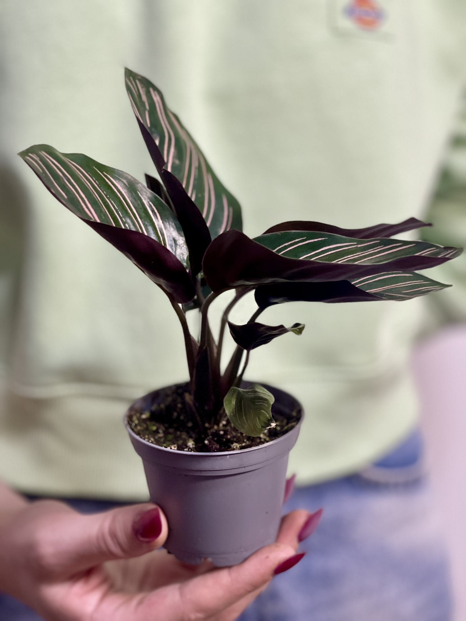Калатея Орната (Calathea Sanderiana Ornata) D6см