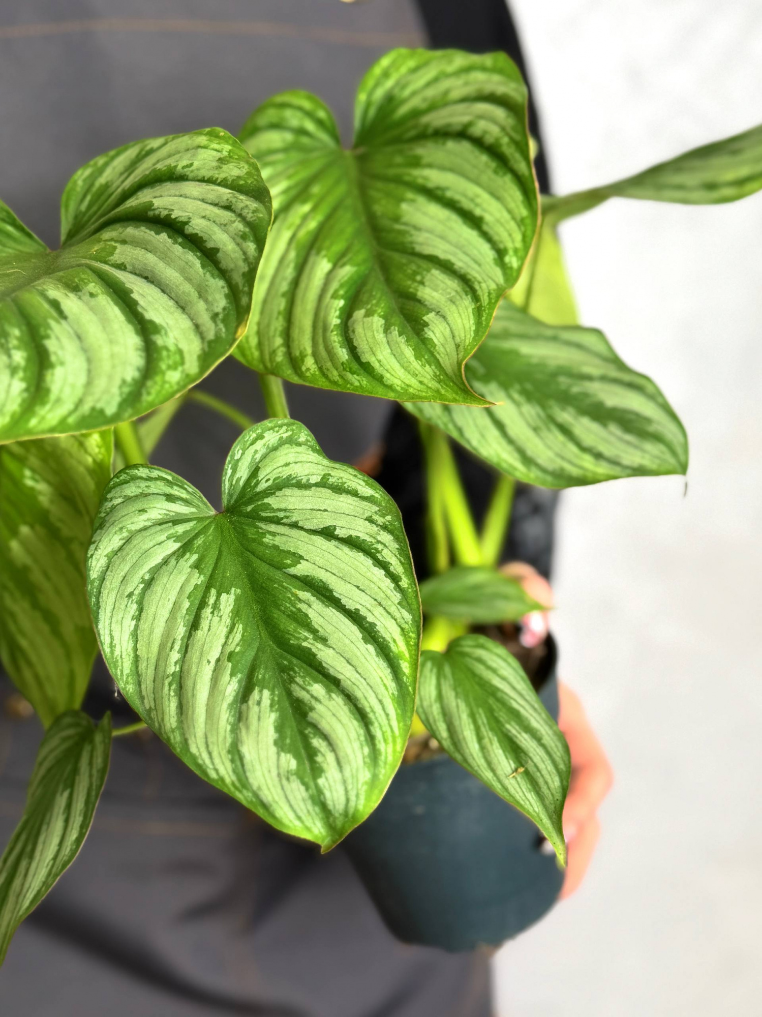 Филодендрон Мамей (Philodendron Mamei) D12см