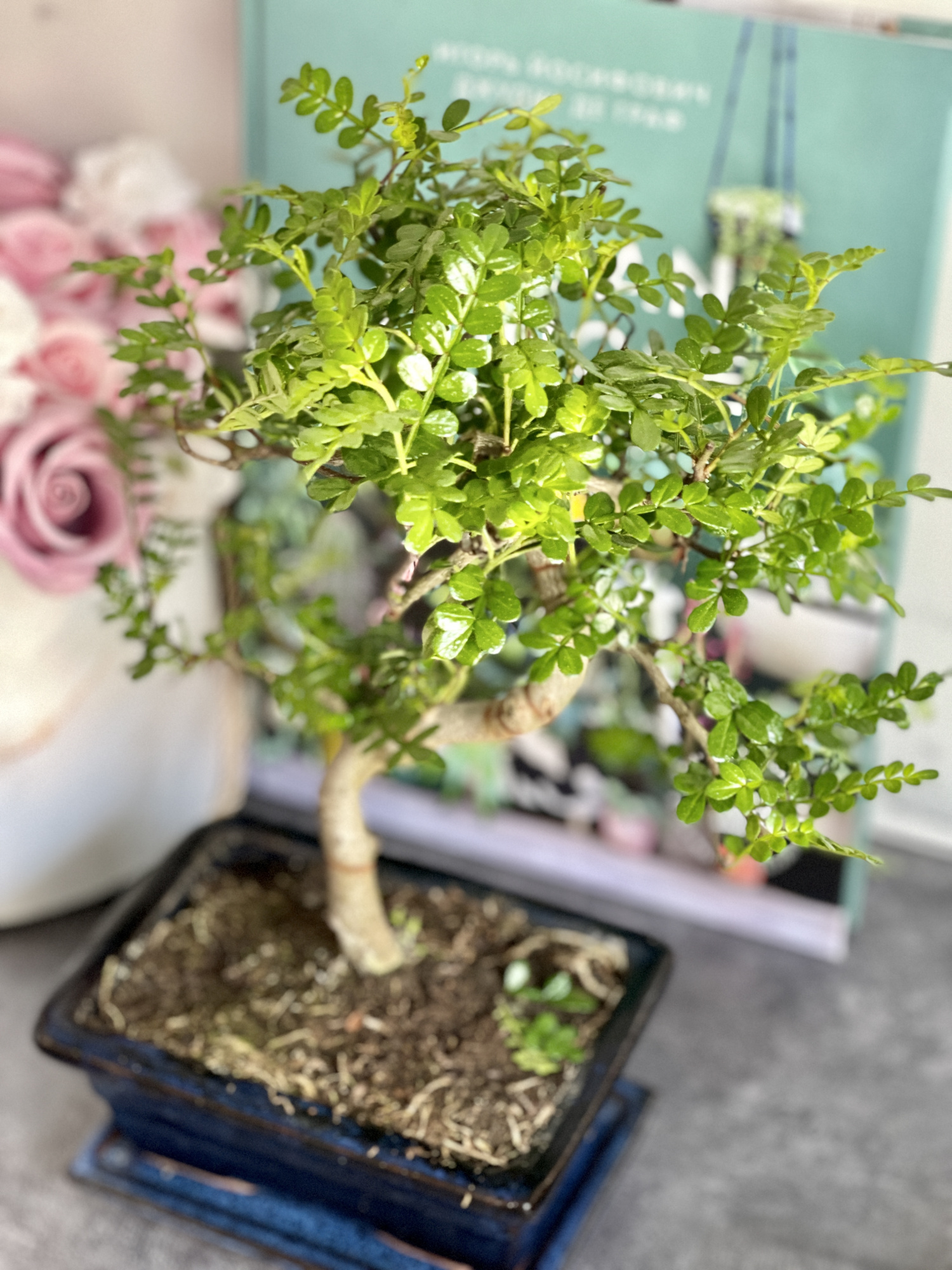 Бонсай Зантоксилум, Желтодревесник Извилистый (Bonsai Zanthoxylum)