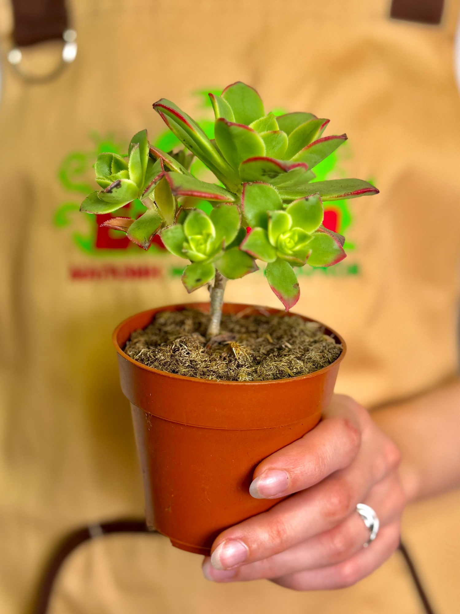 Эониум Киви (Aeonium Kiwi) D8,5см