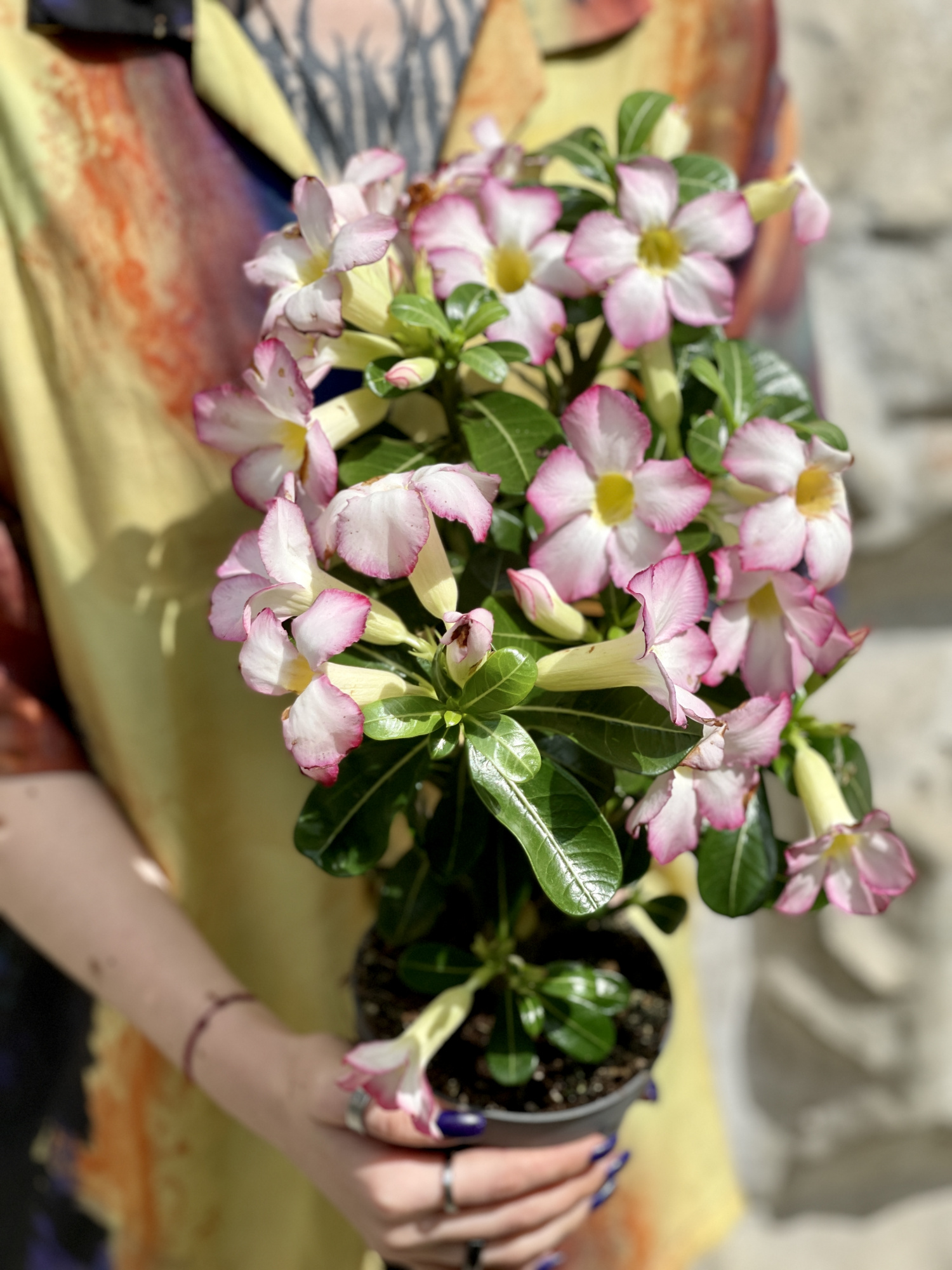 Адениум Тучный Пинк Стар (Adenium Obesum Pink Star) D12см