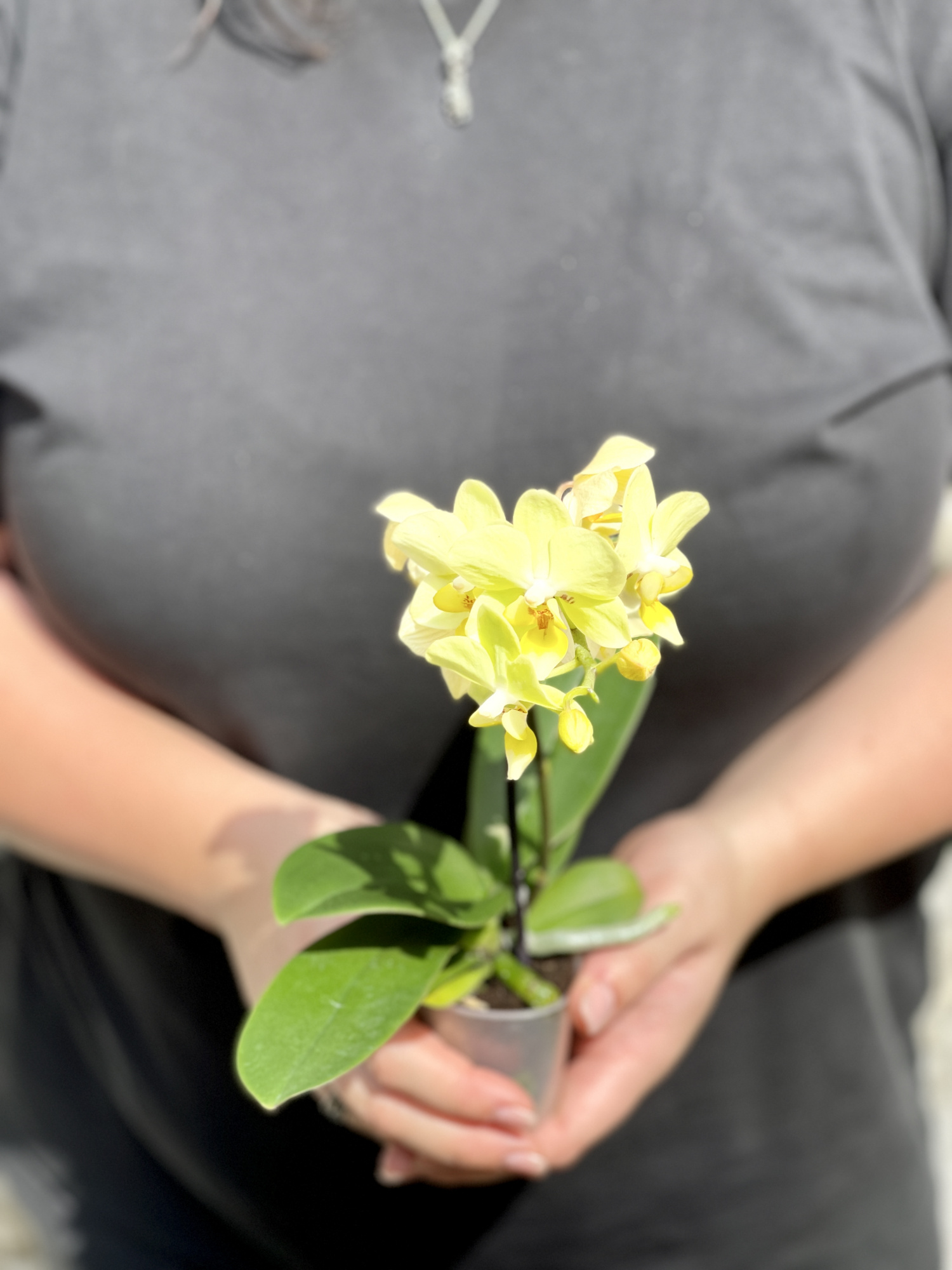 Орхидея Фаленопсис Мини Лимонная (Phalaenopsis Multiflora) D6см