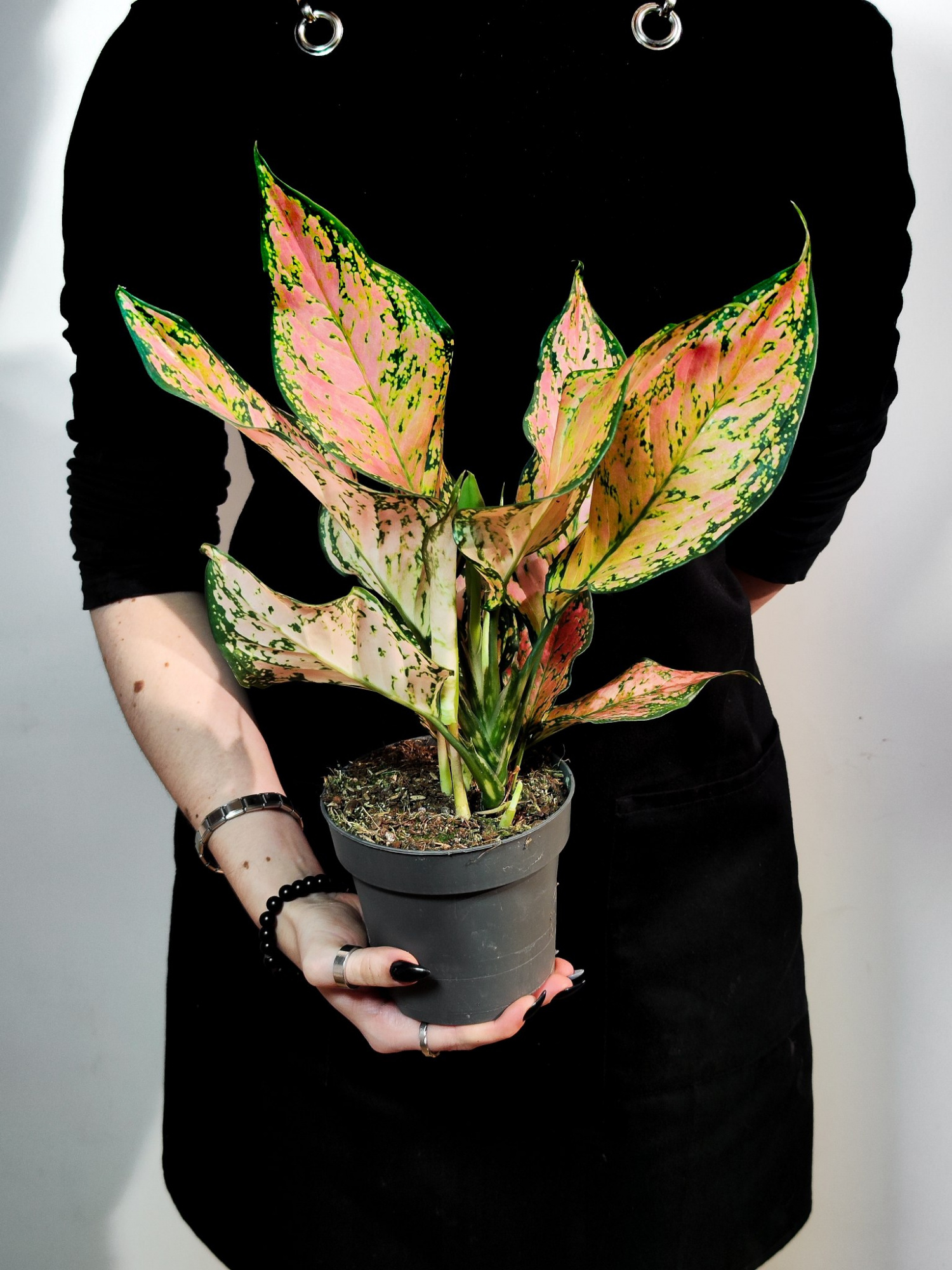 Аглаонема Пинк Долфин (Aglaonema Pink Dolphin) D12см